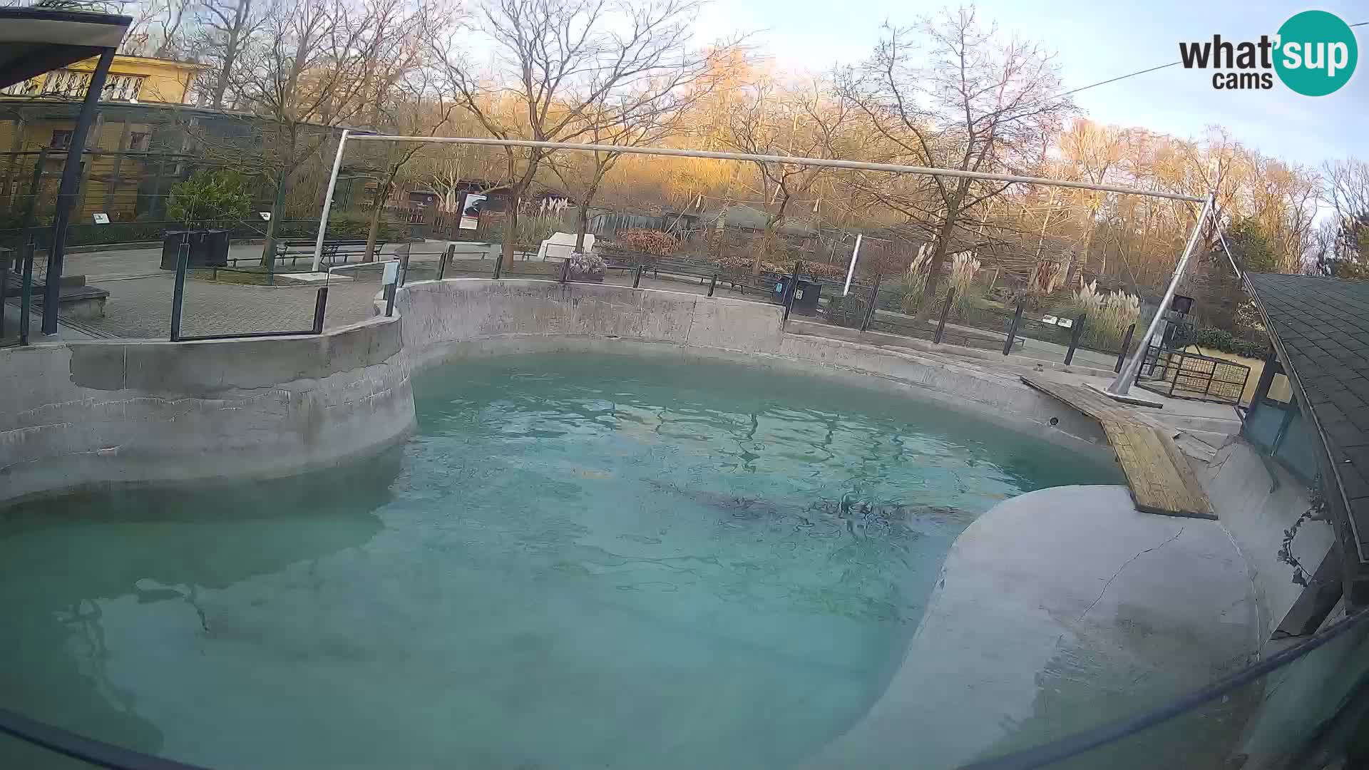 Zoo Zagreb –  León marino de California