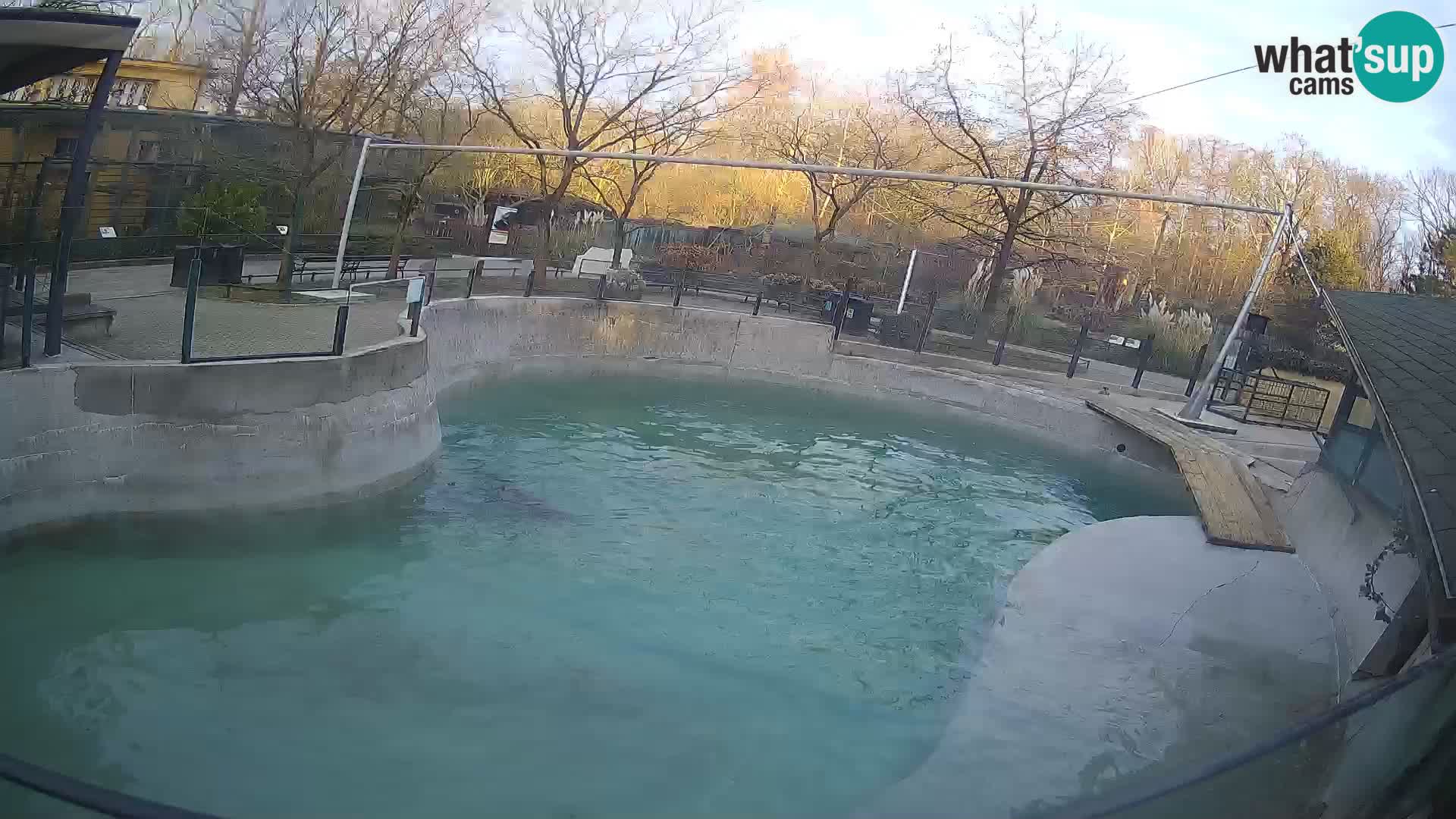 Zoo Zagreb –  León marino de California