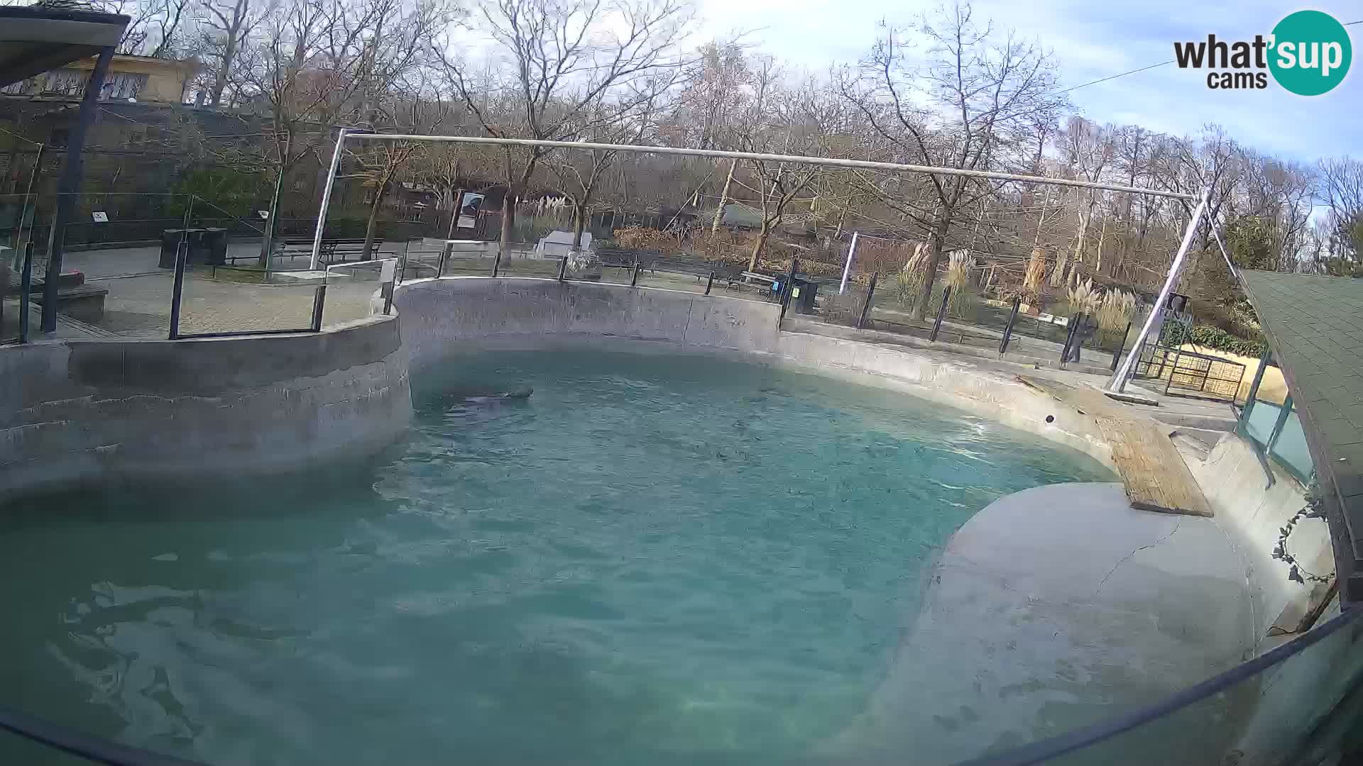 Zoo Zagreb –  León marino de California