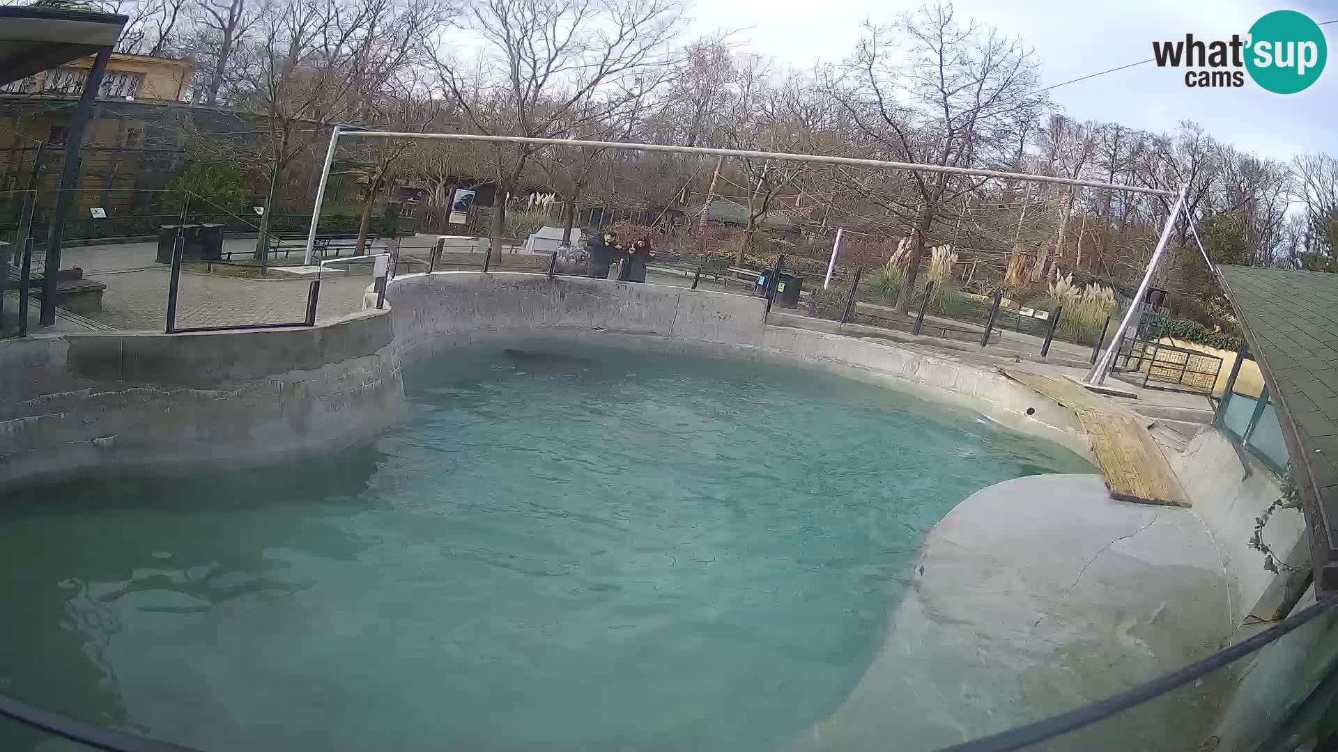 Zoo Zagreb –  León marino de California