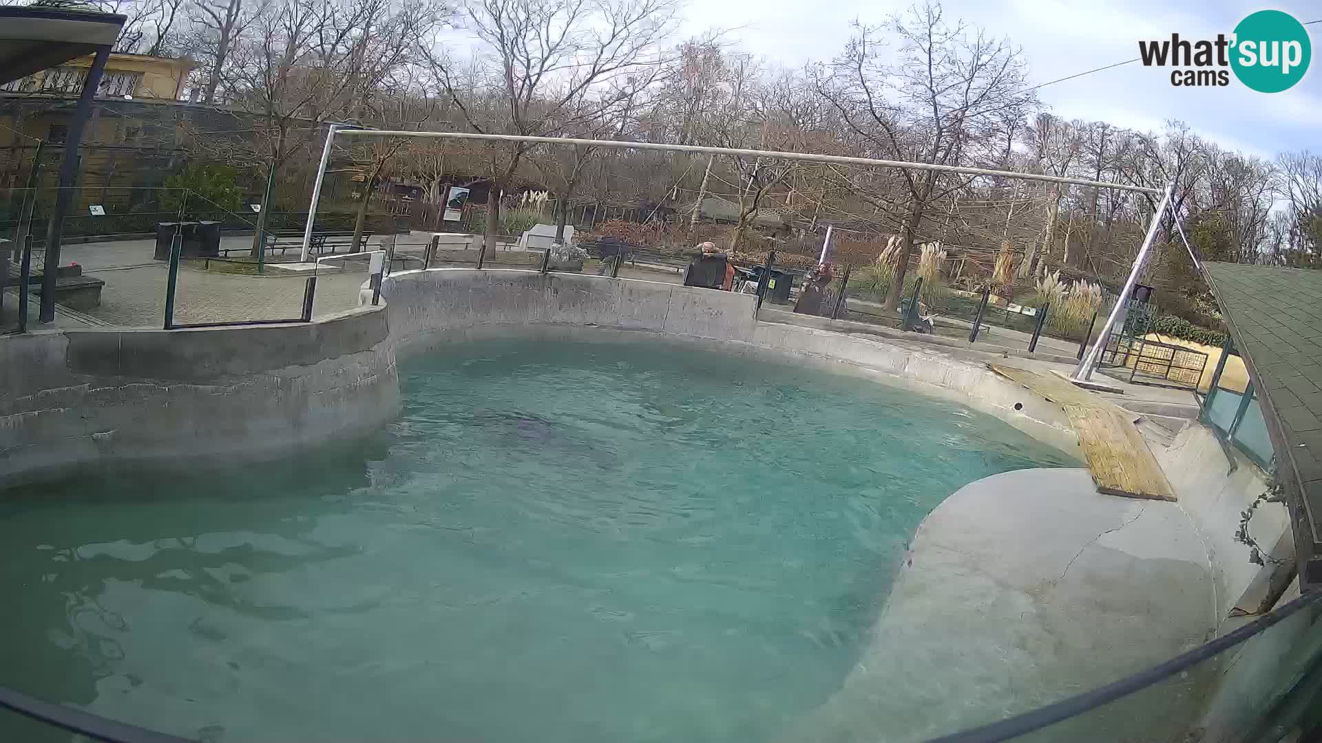 Zoo Zagreb – California Sea Lion