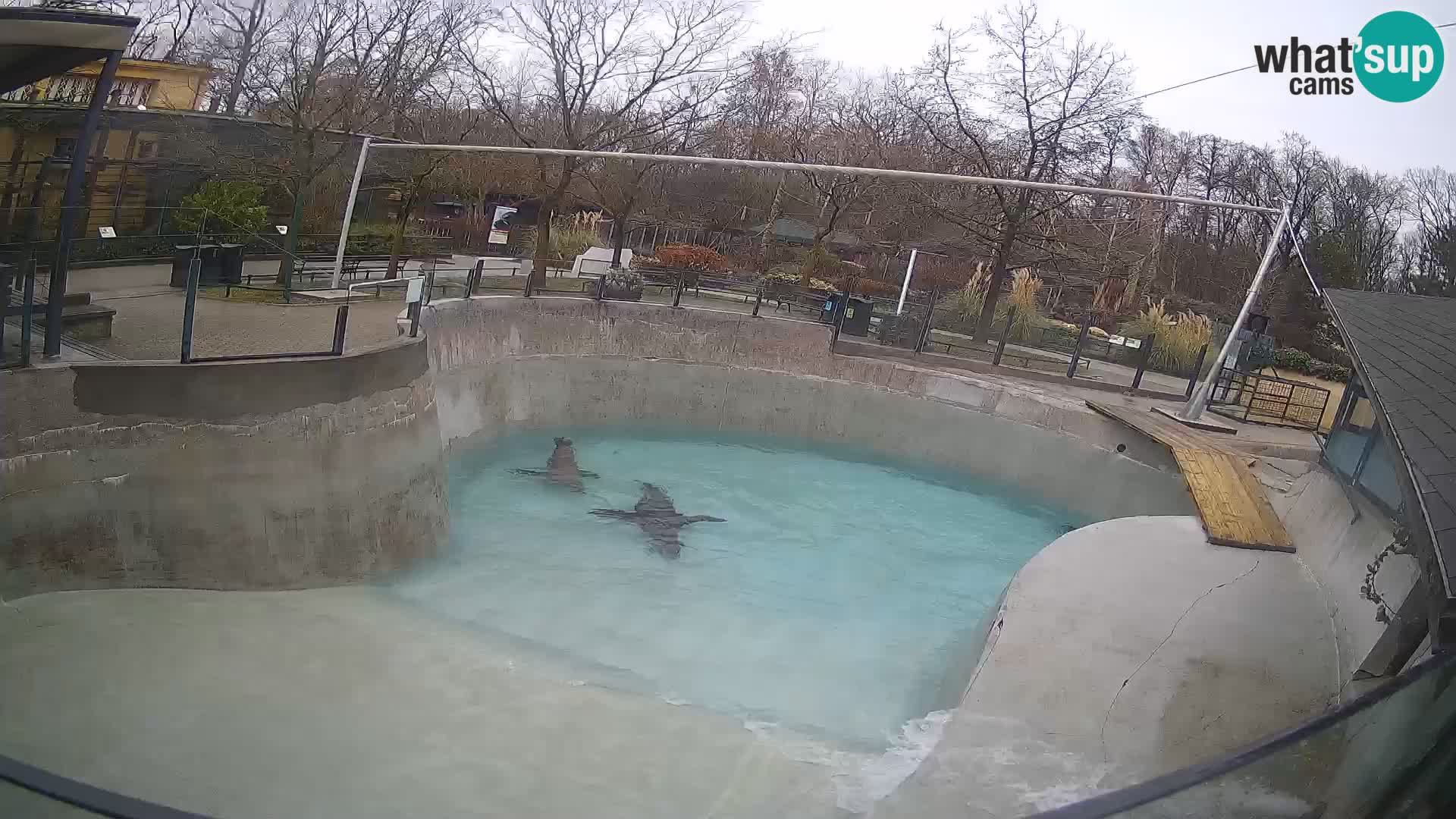 Zoo Zagreb –  León marino de California