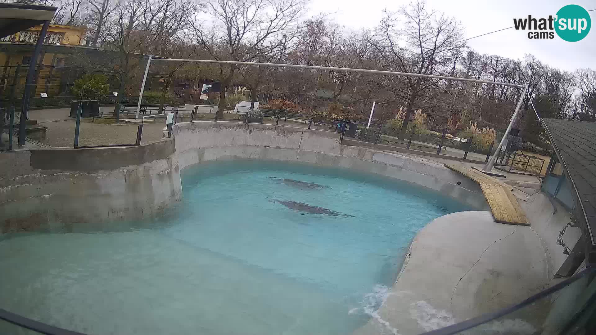 Zoo Zagreb –  León marino de California