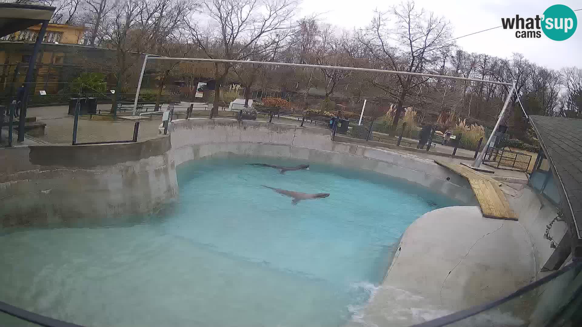 Zoo Zagreb –  León marino de California