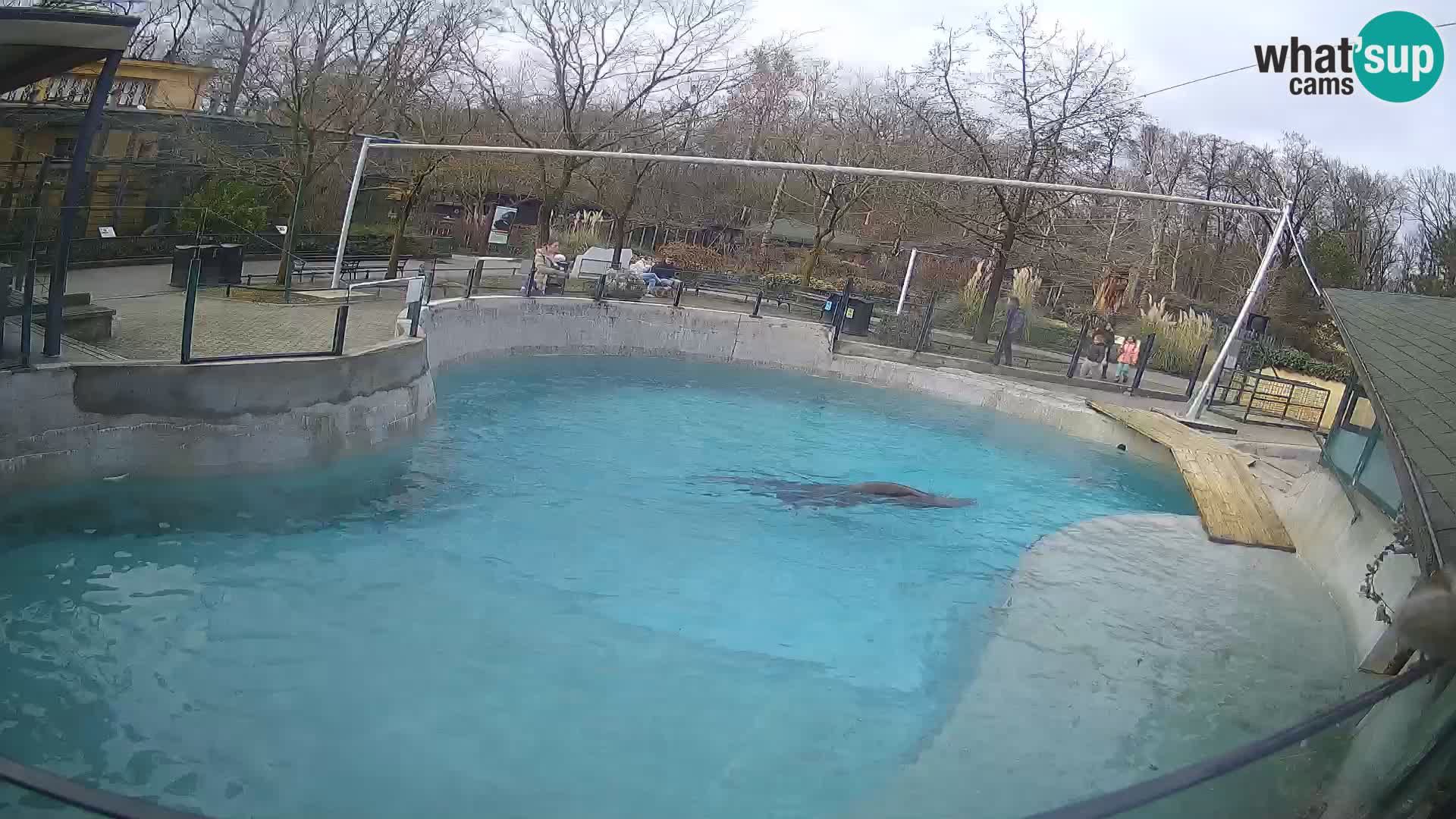 Zoo Zagreb –  León marino de California