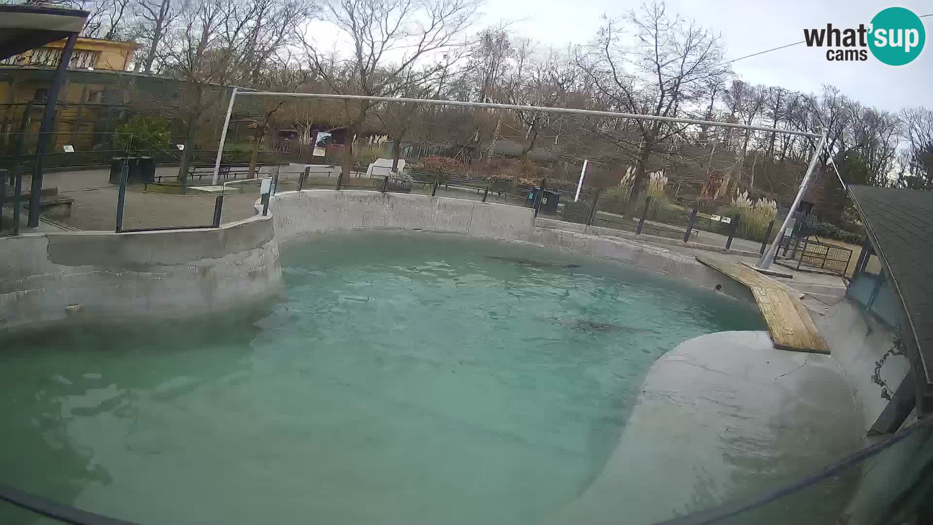 Zoo Zagreb –  León marino de California