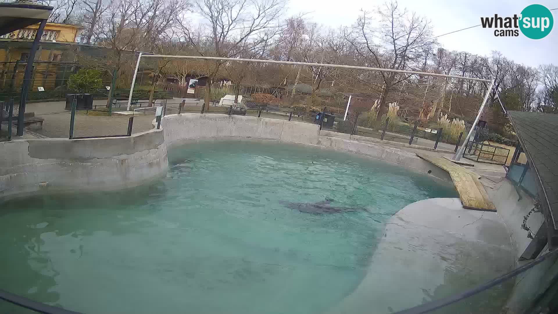 Zoo Zagreb – Kalifornijski morski lav