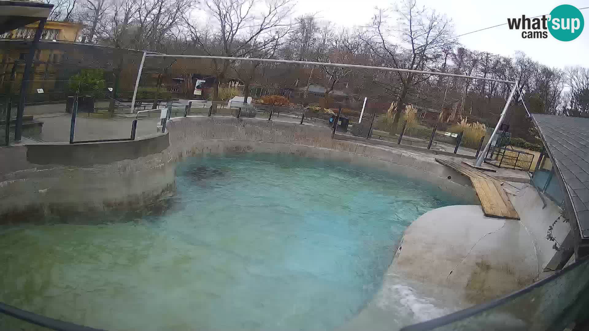 Zoo Zagreb – California Sea Lion