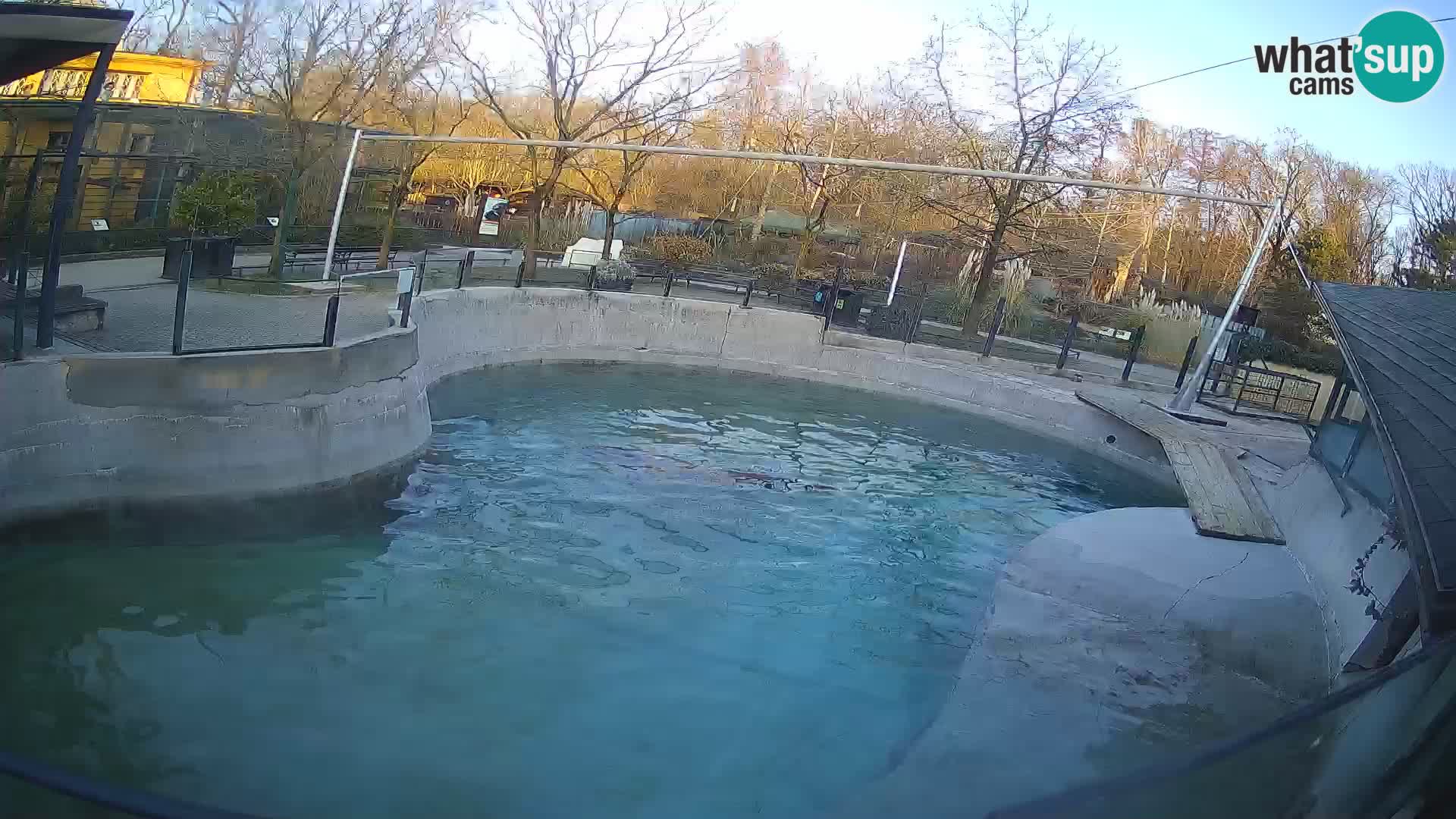 Zoo Zagreb – California Sea Lion