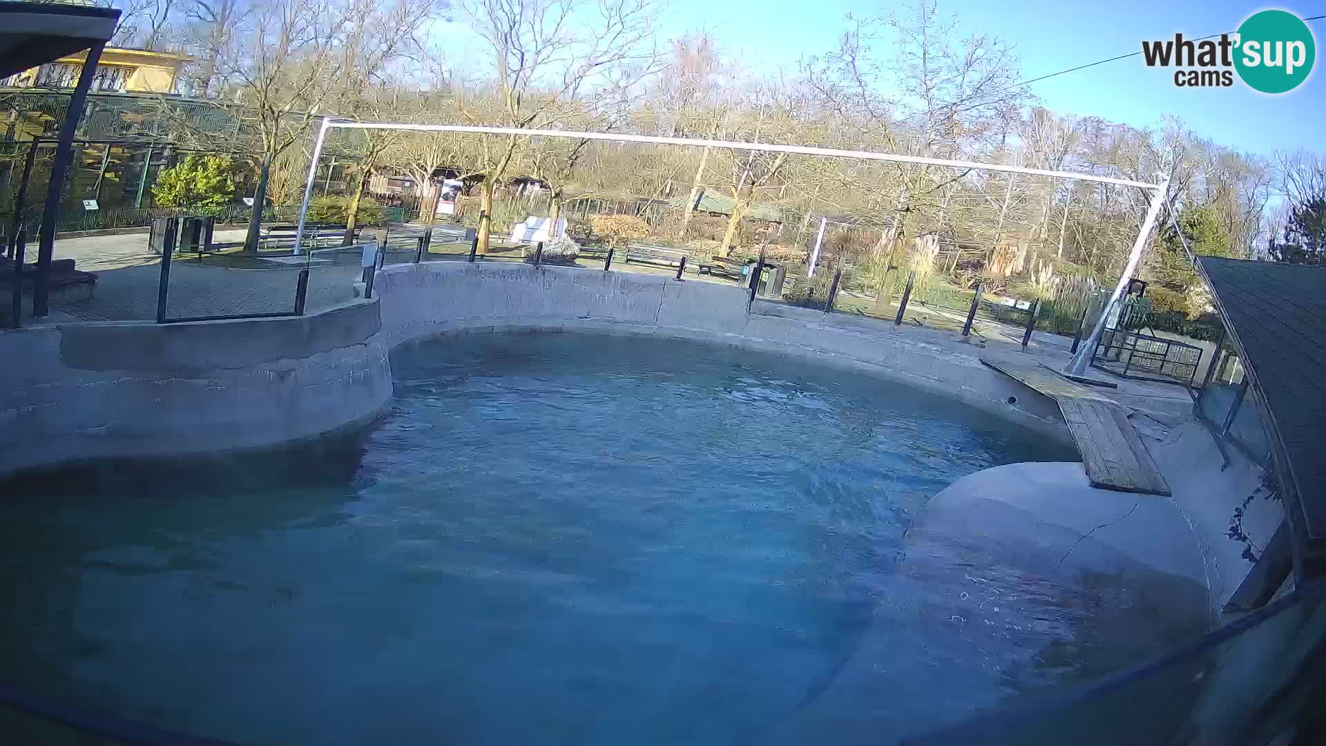 Zoo Zagreb – California Sea Lion