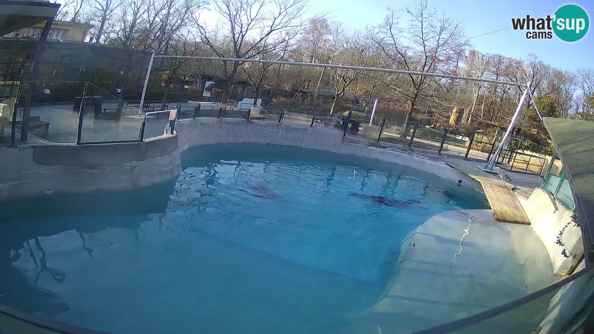 Zoo Zagreb – California Sea Lion