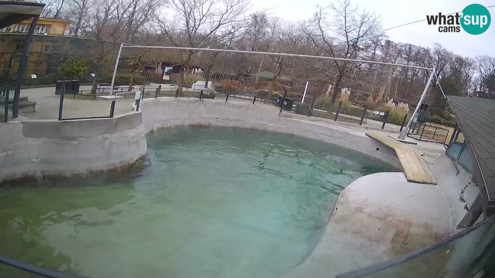 Zoo Zagreb – California Sea Lion