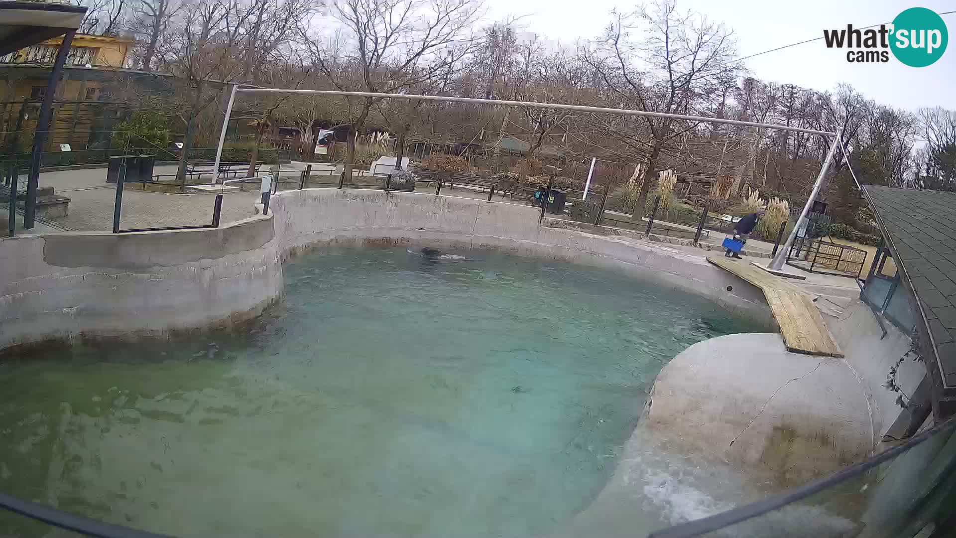 Zoo Zagreb – California Sea Lion