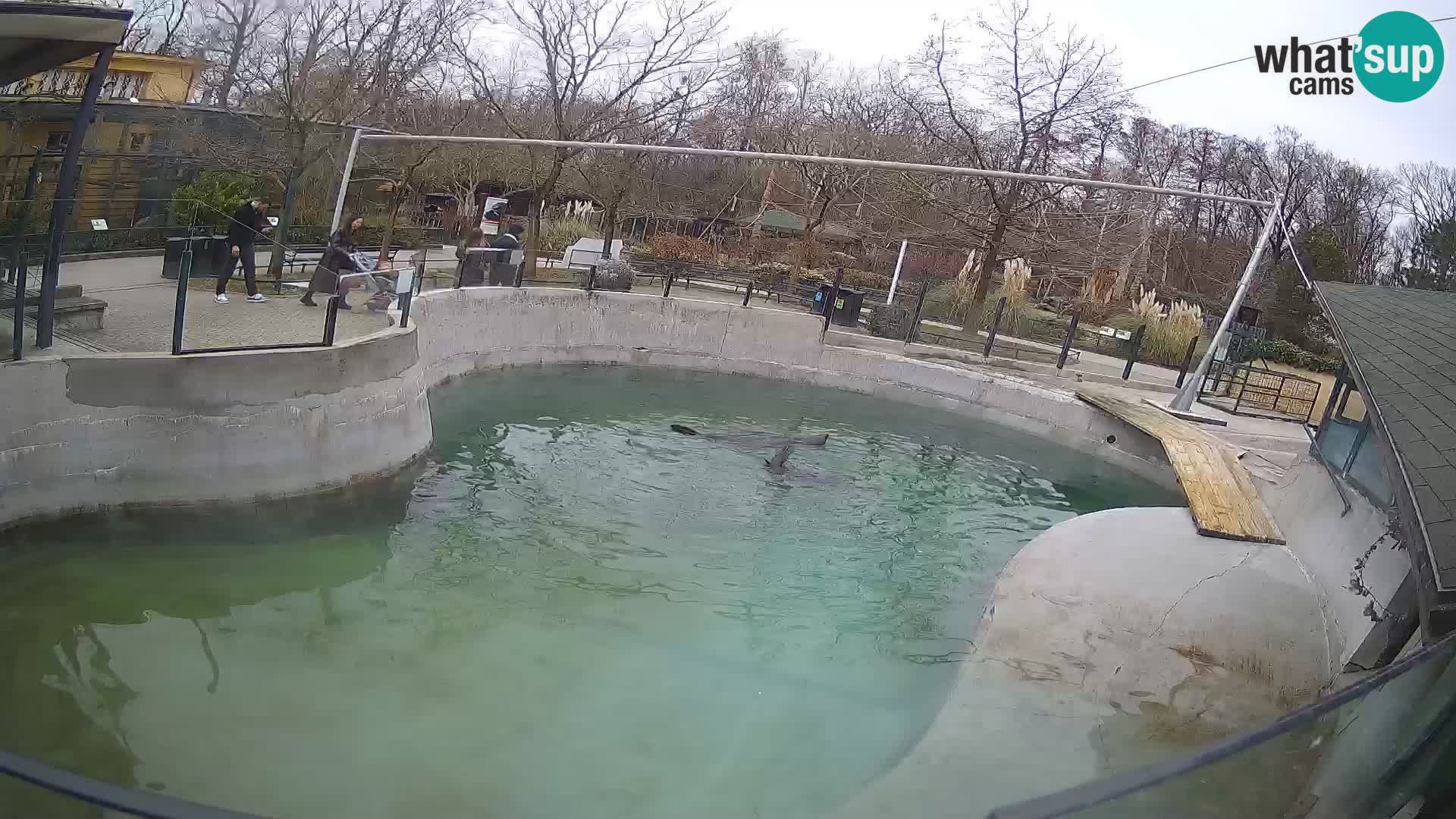 Zoo Zagreb –  León marino de California