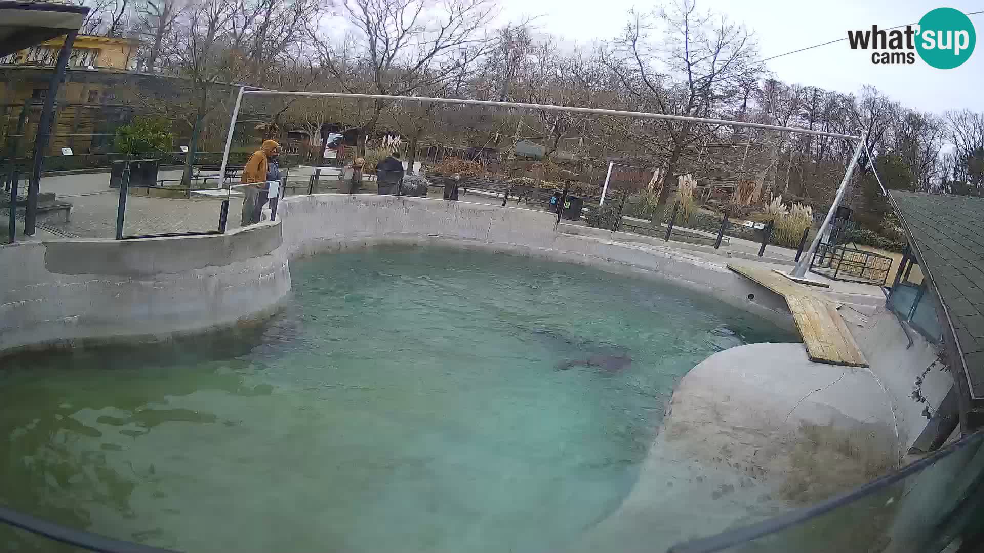 Zoo Zagreb – California Sea Lion