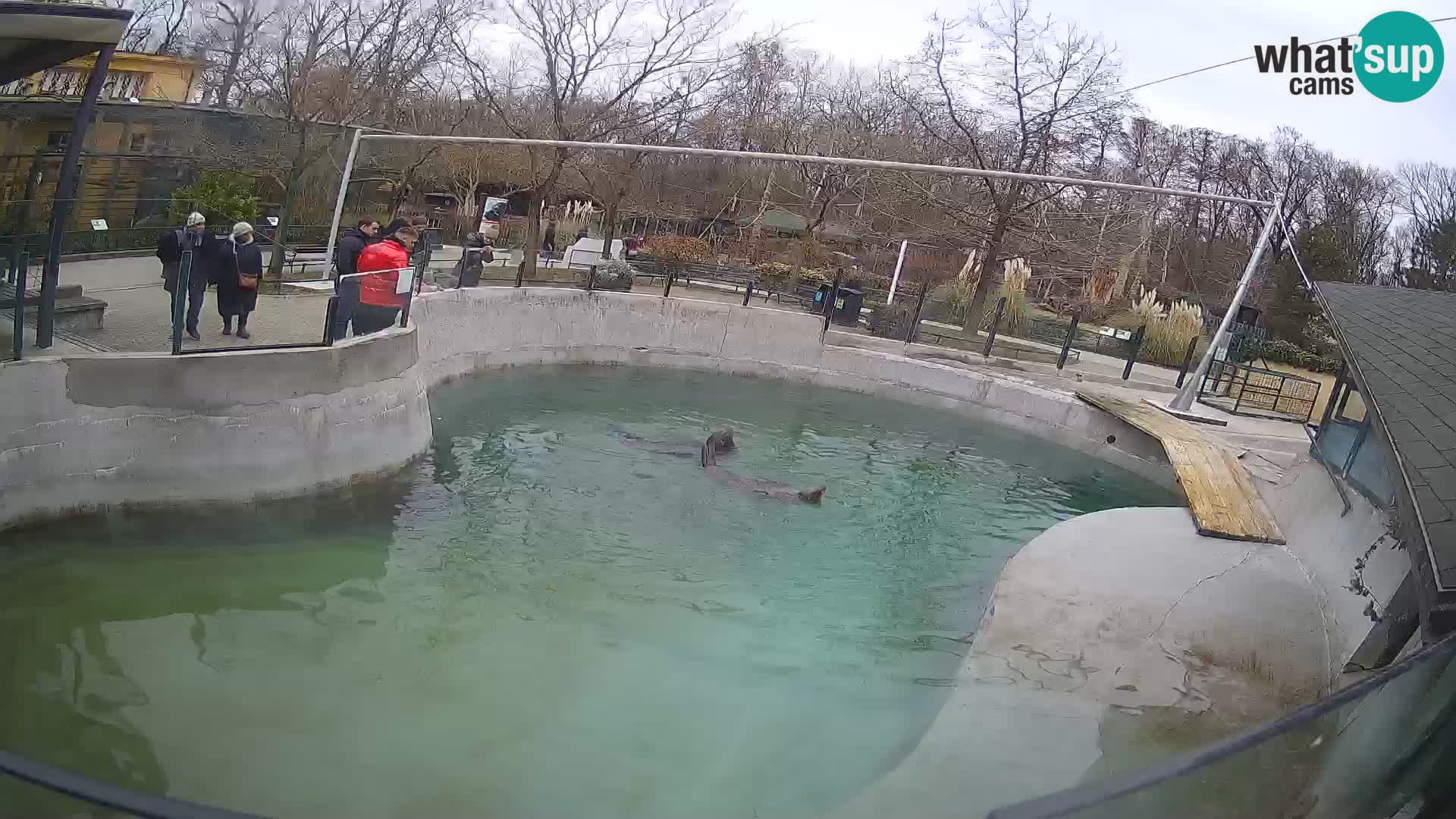 Zoo Zagreb – California Sea Lion