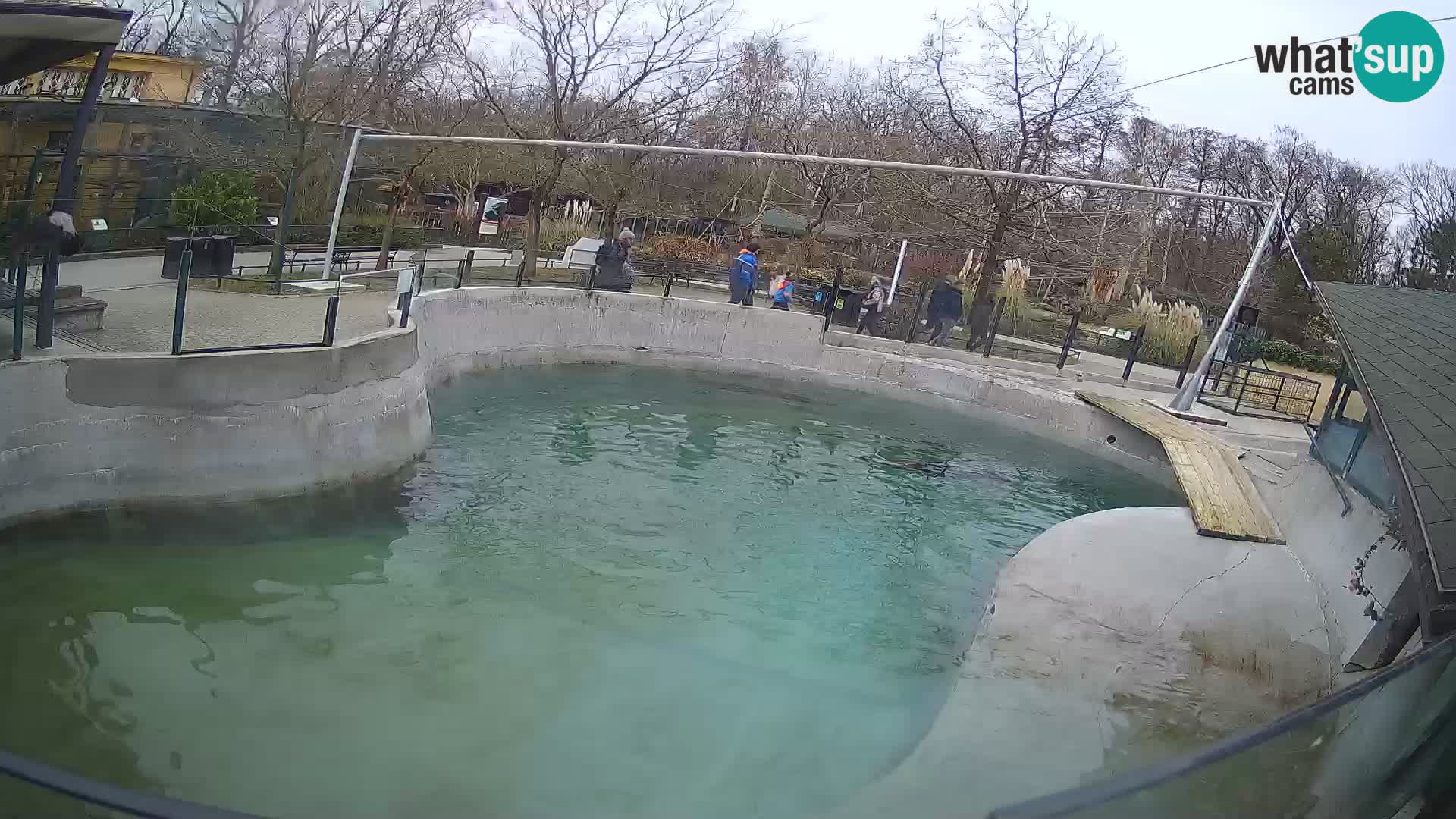 Zoo Zagreb –  León marino de California