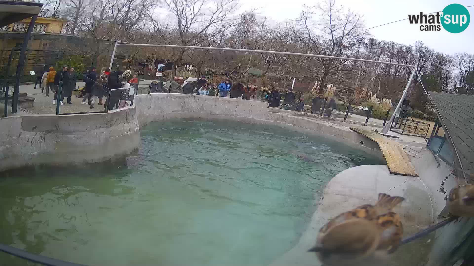 Zoo Zagreb – California Sea Lion