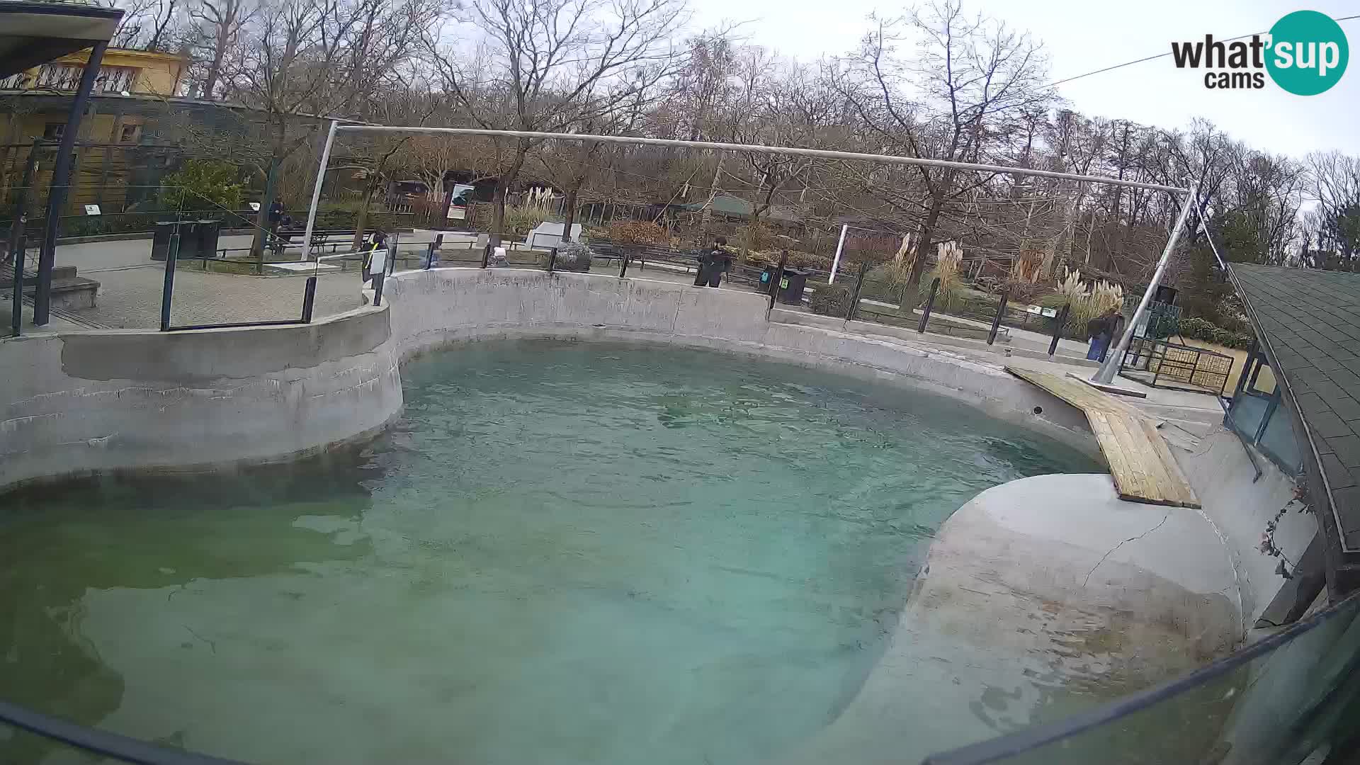 Zoo Zagreb –  León marino de California