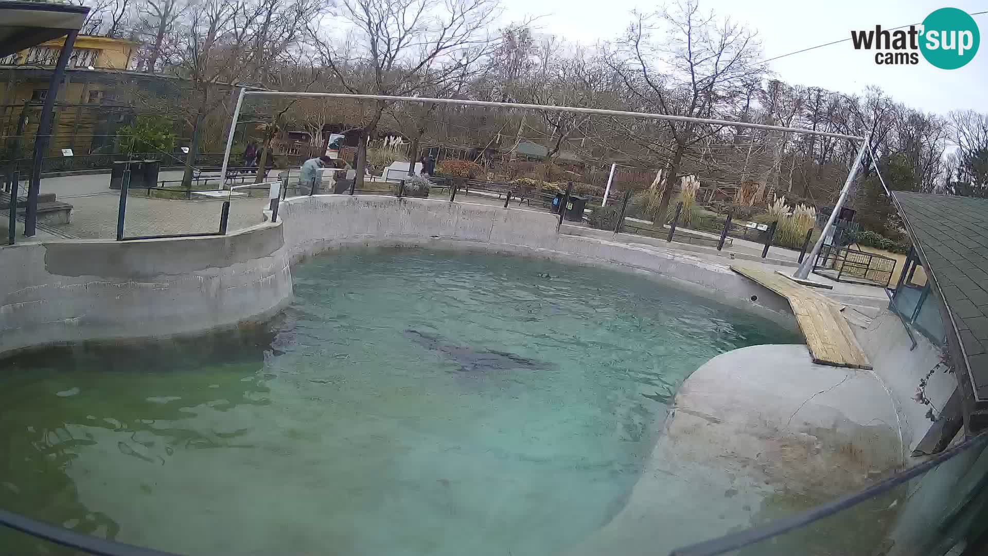 Zoo Zagreb –  León marino de California