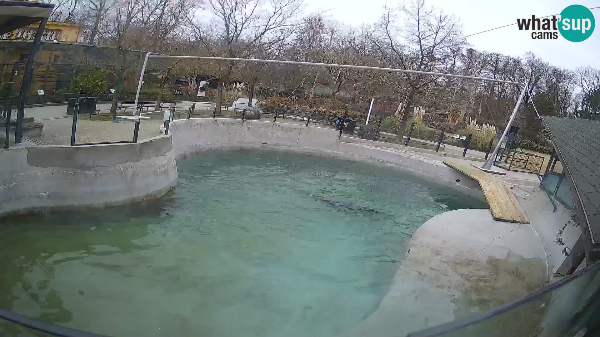 Zoo Zagreb –  León marino de California