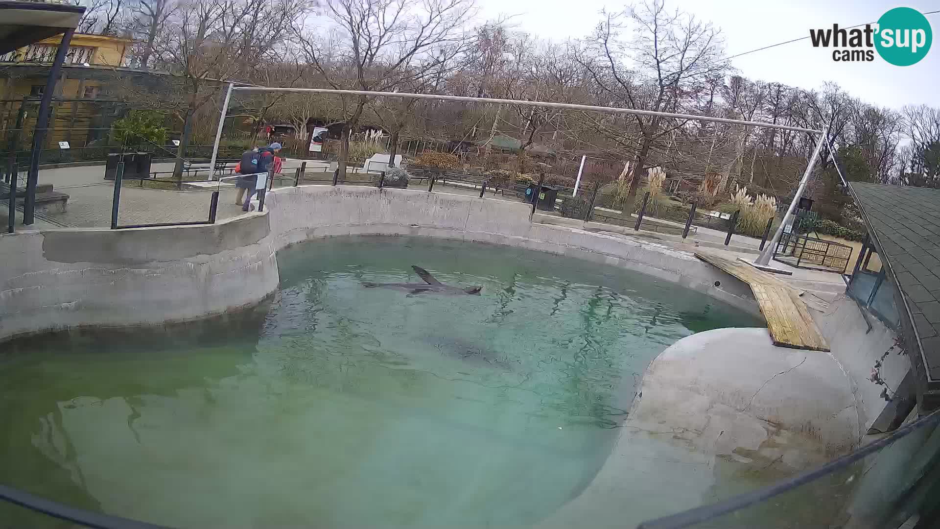 Zoo Zagreb – Kalifornijski morski lev