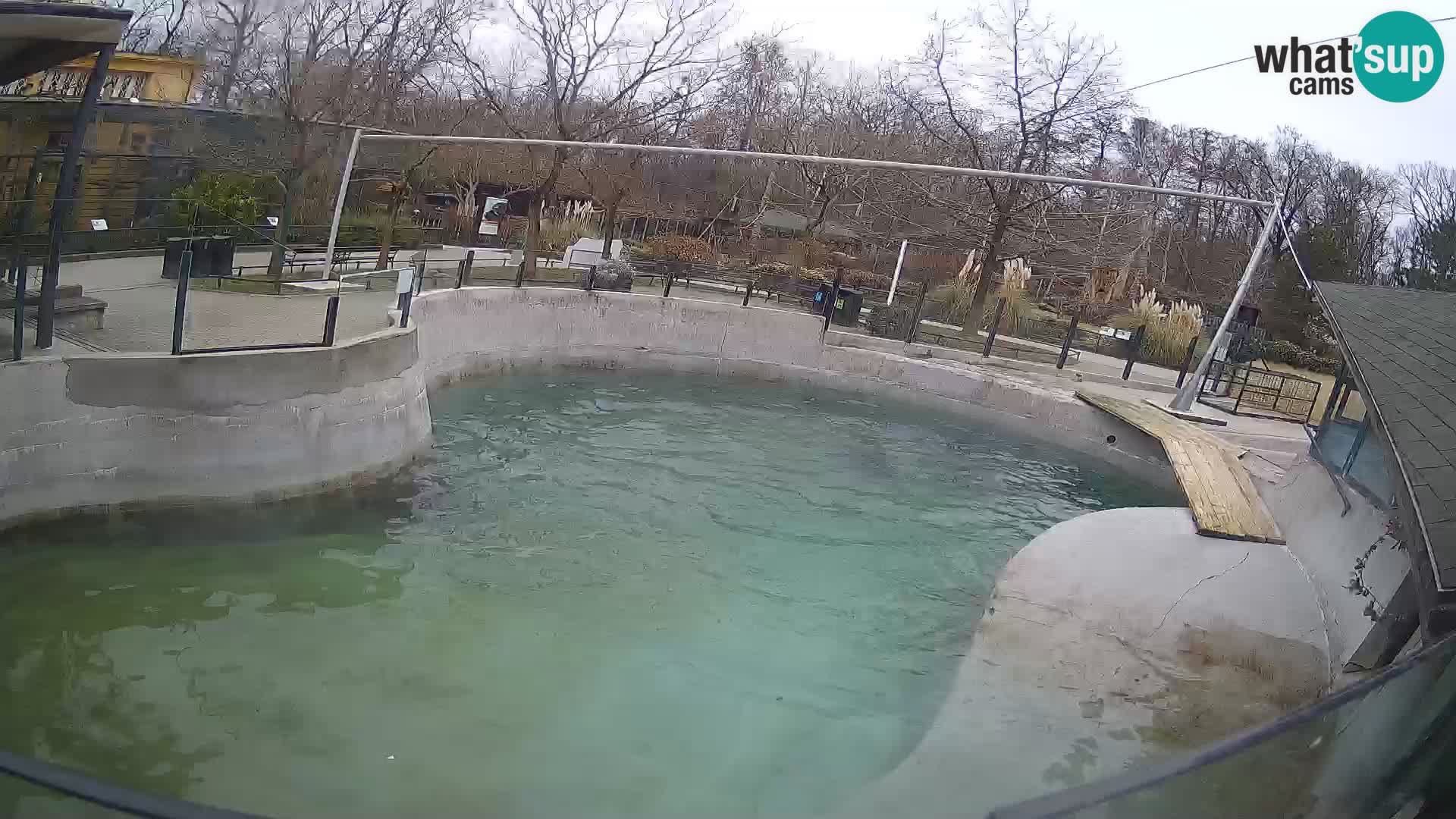 Zoo Zagreb – California Sea Lion