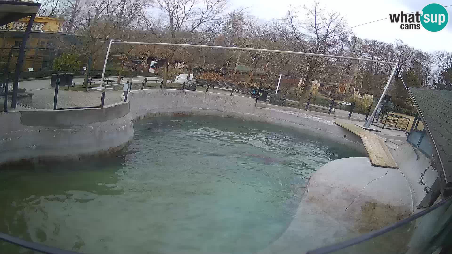 Zoo Zagreb –  León marino de California