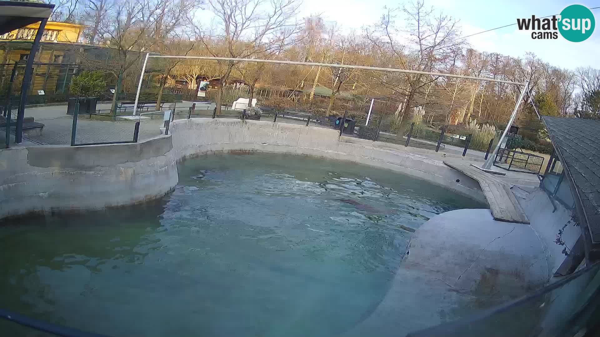 Zoo Zagreb – California Sea Lion