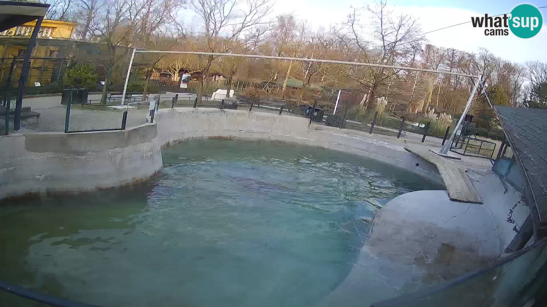 Zoo Zagreb – California Sea Lion