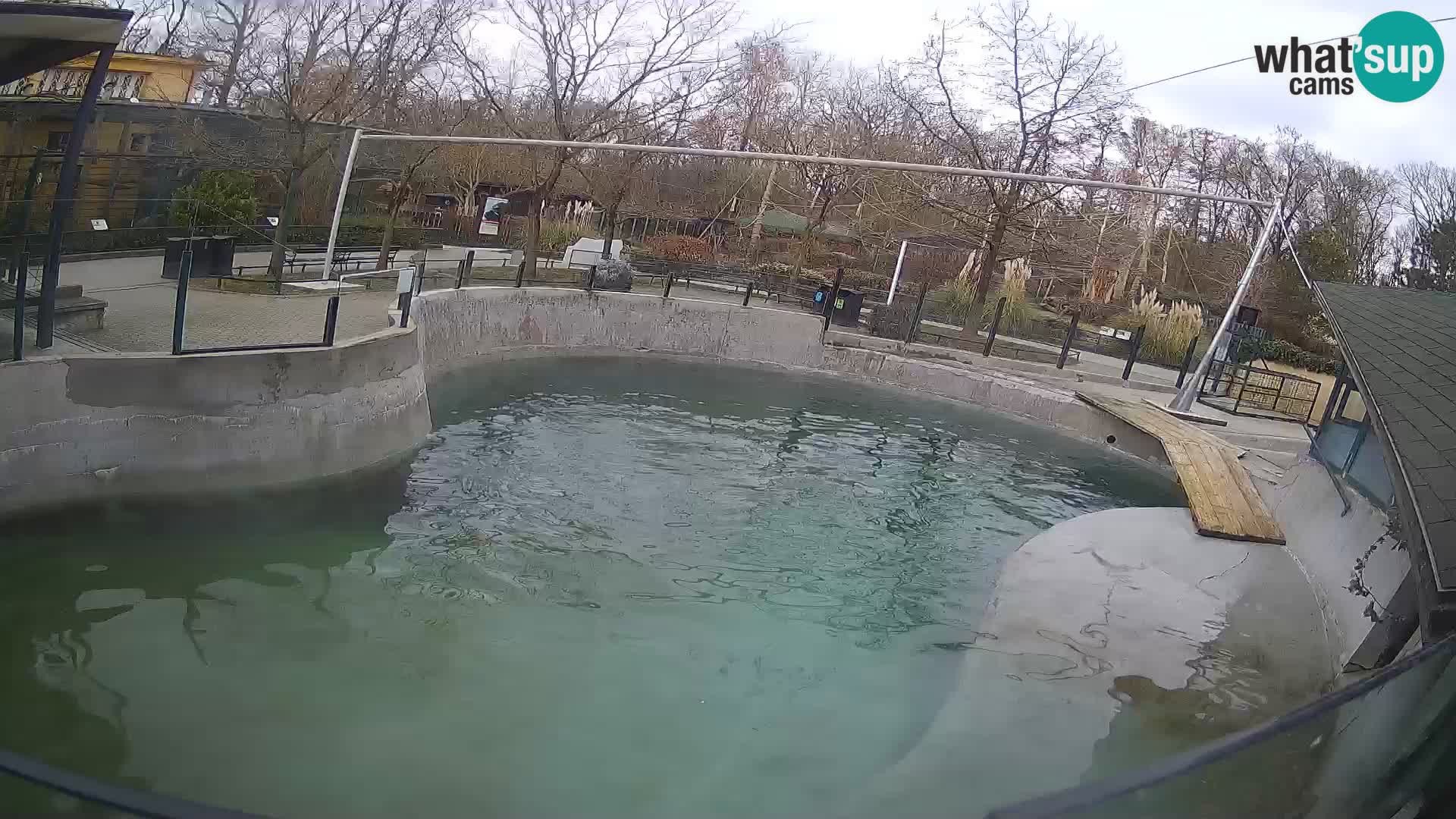 Zoo Zagreb – California Sea Lion