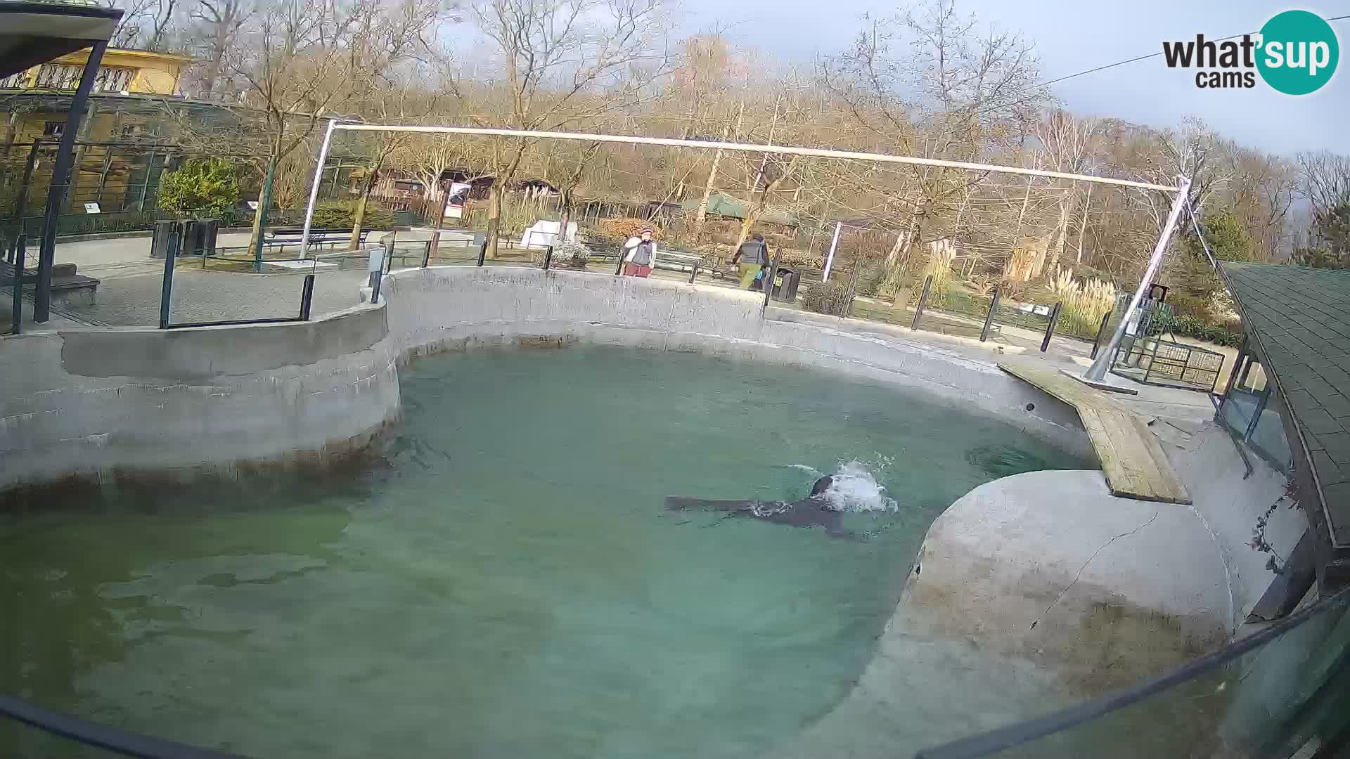 Zoo Zagreb – Kalifornijski morski lav