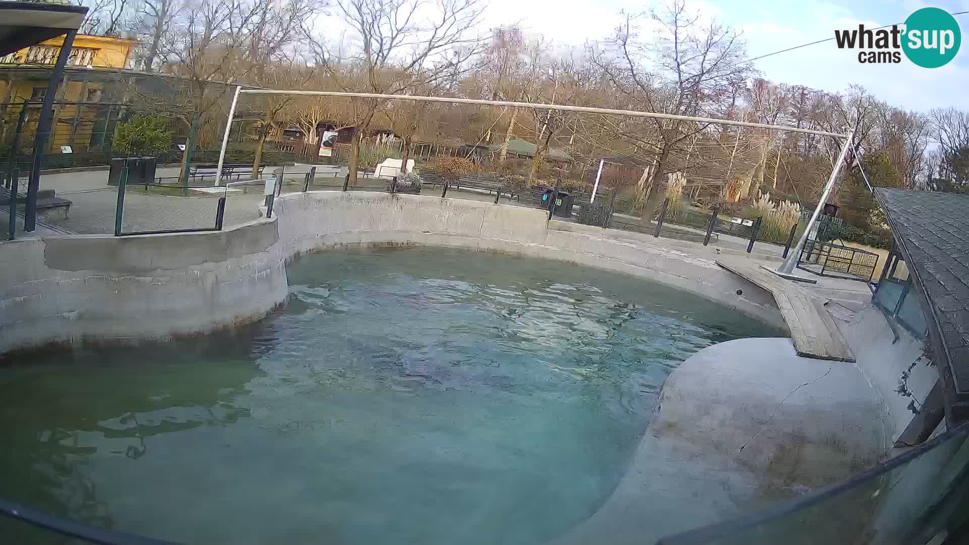 Zoo Zagreb – Kalifornijski morski lav