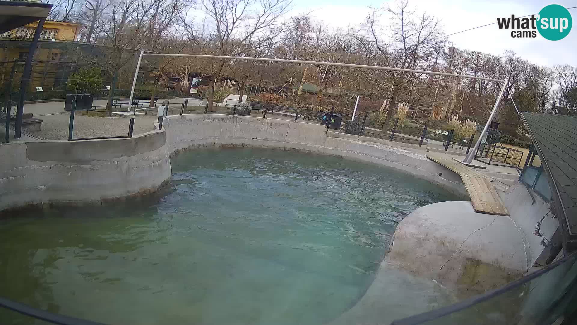 Zoo Zagreb – California Sea Lion