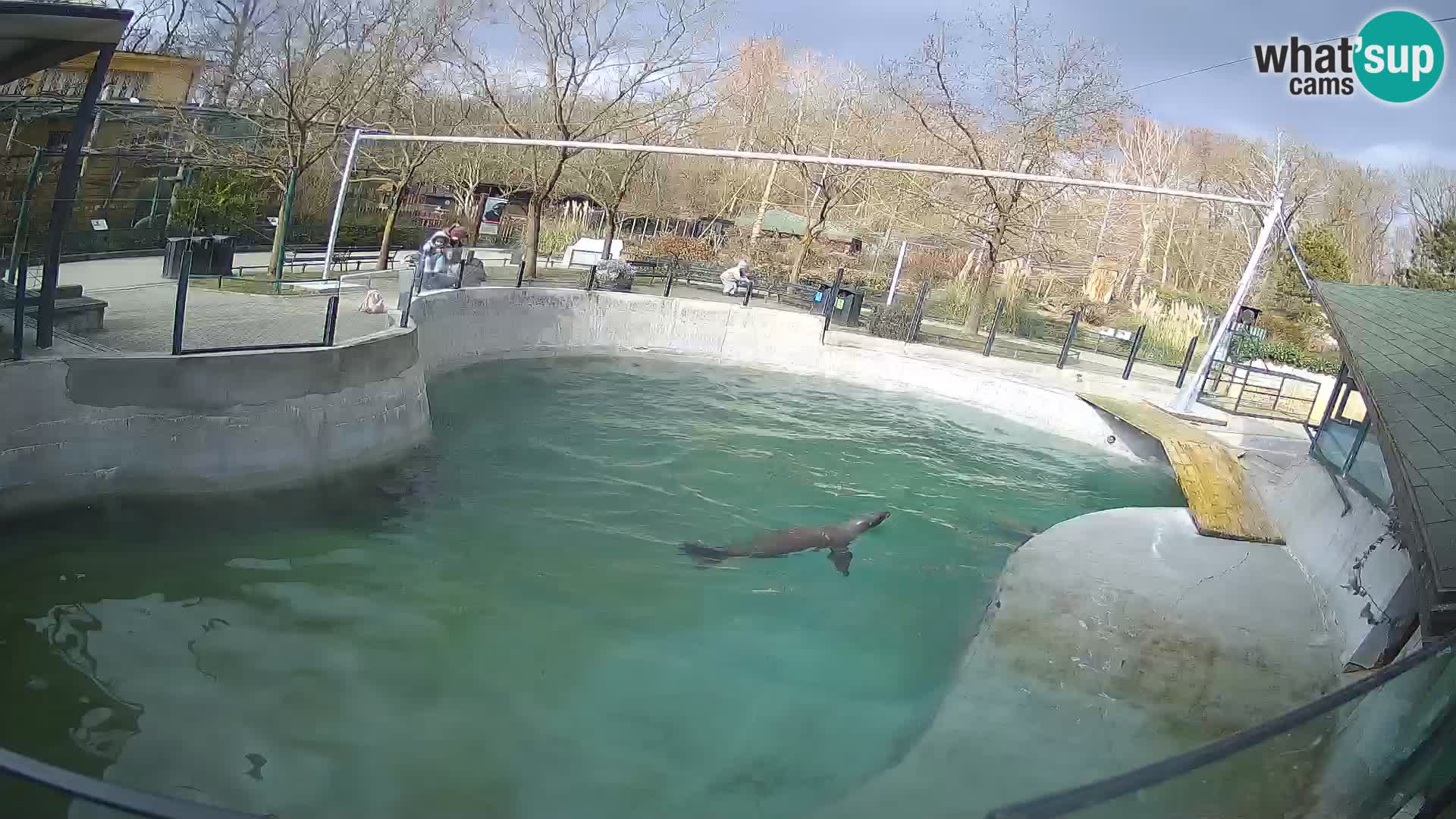 Zoo Zagreb – Kalifornischer Seelöwe