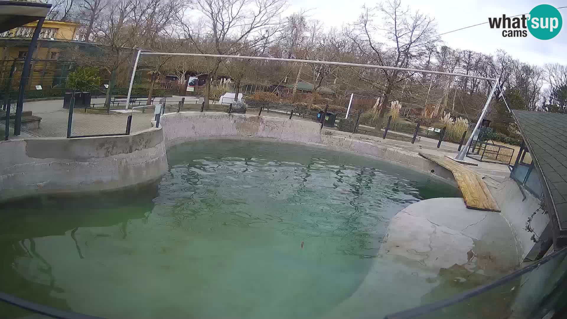 Zoo Zagreb – California Sea Lion