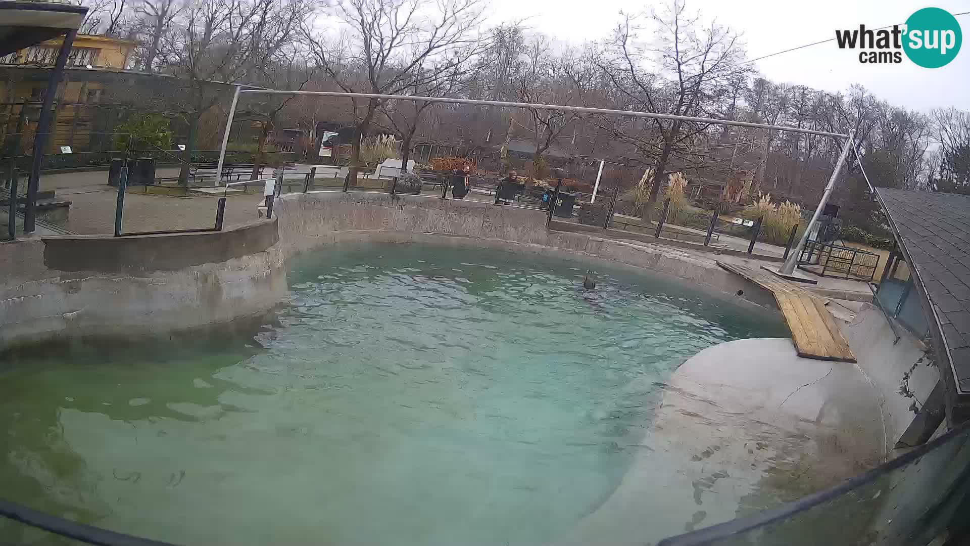 Zoo Zagreb – California Sea Lion