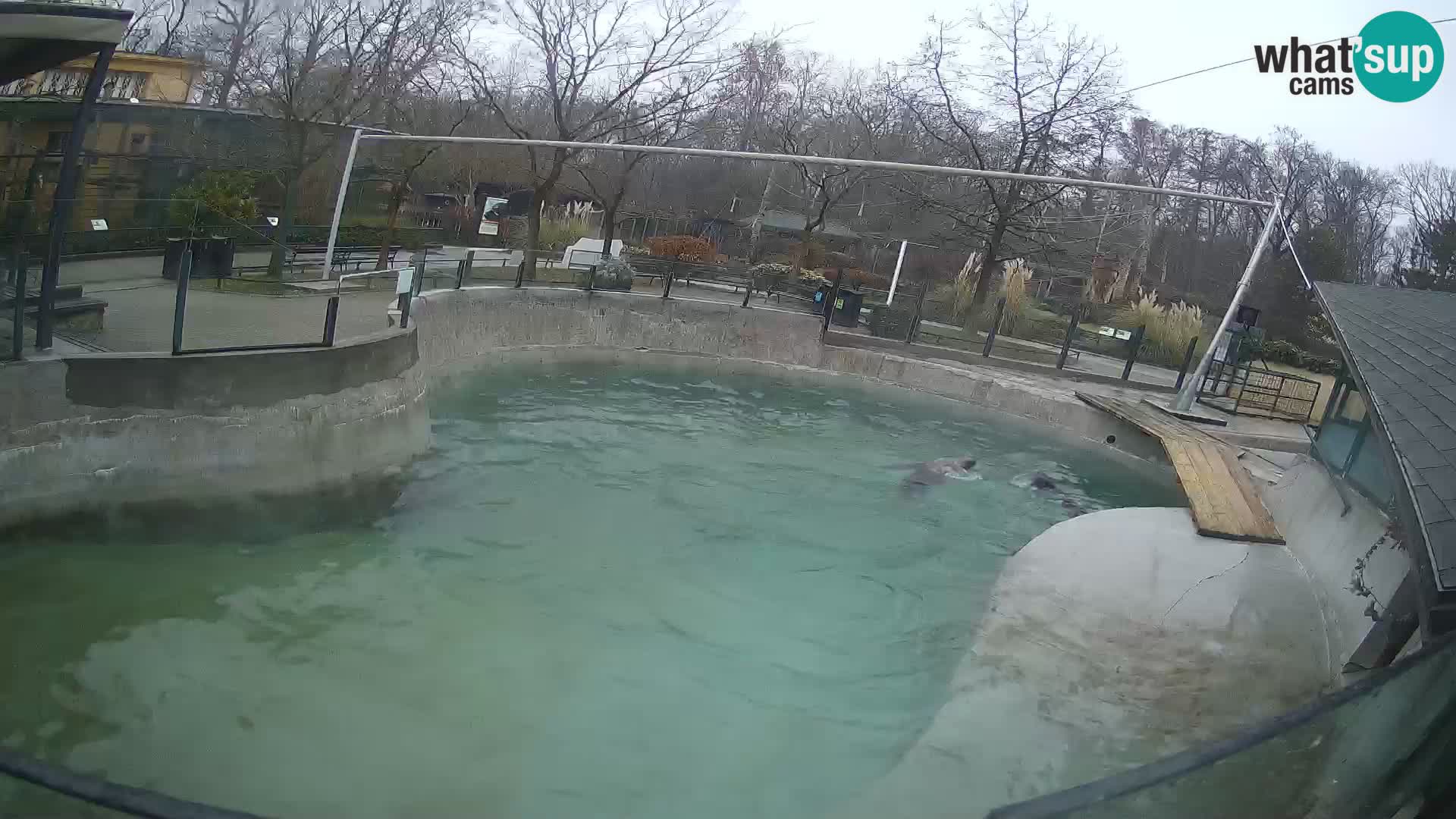 Zoo Zagreb – California Sea Lion