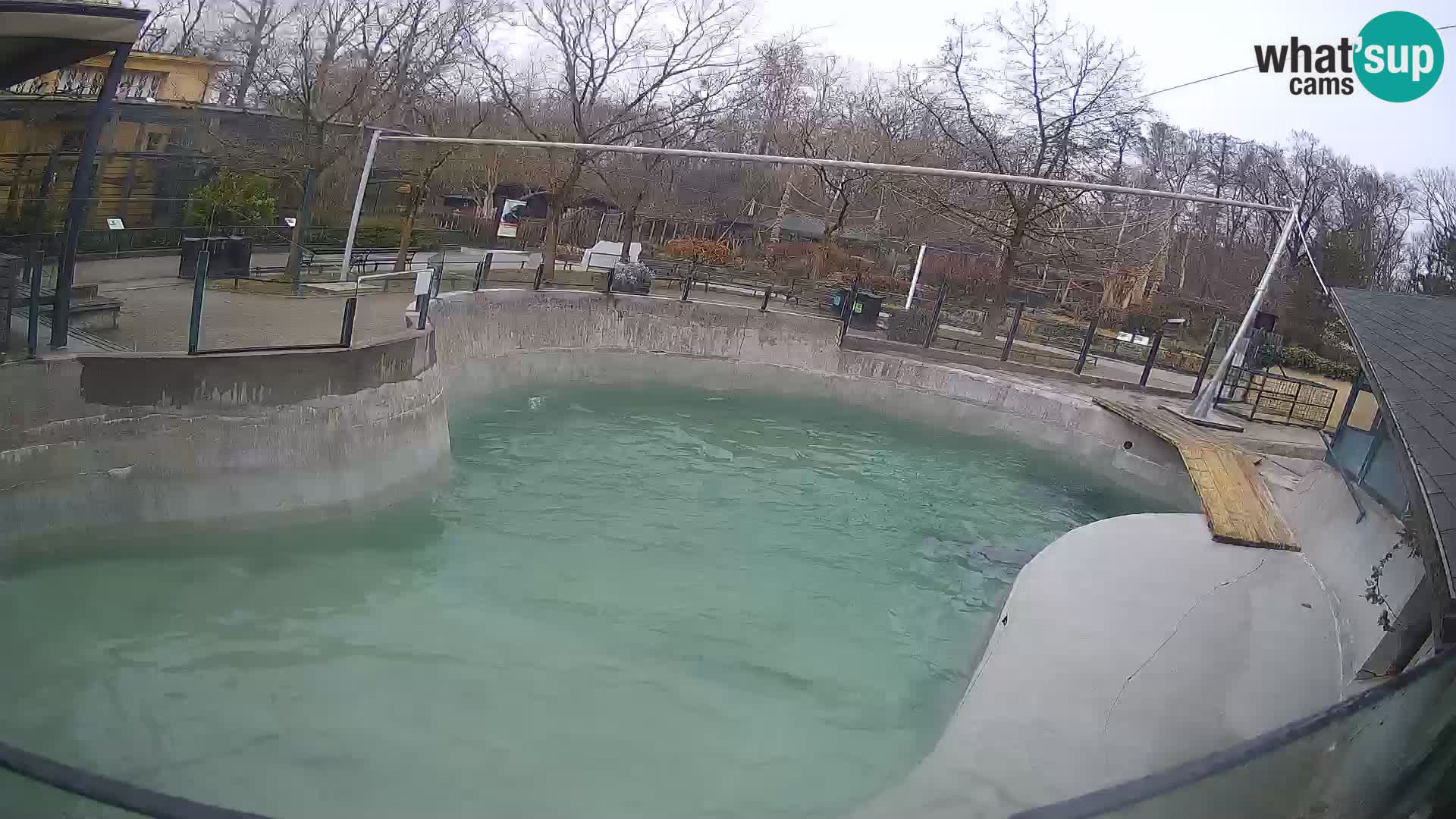 Zoo Zagreb –  León marino de California