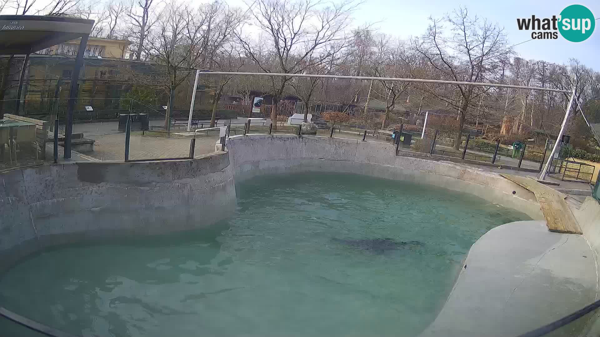 Zoo Zagreb –  León marino de California