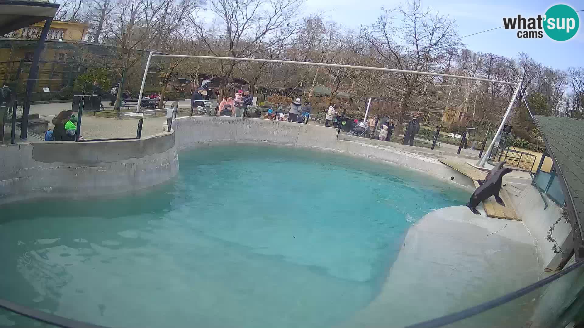 Zoo Zagreb – California Sea Lion