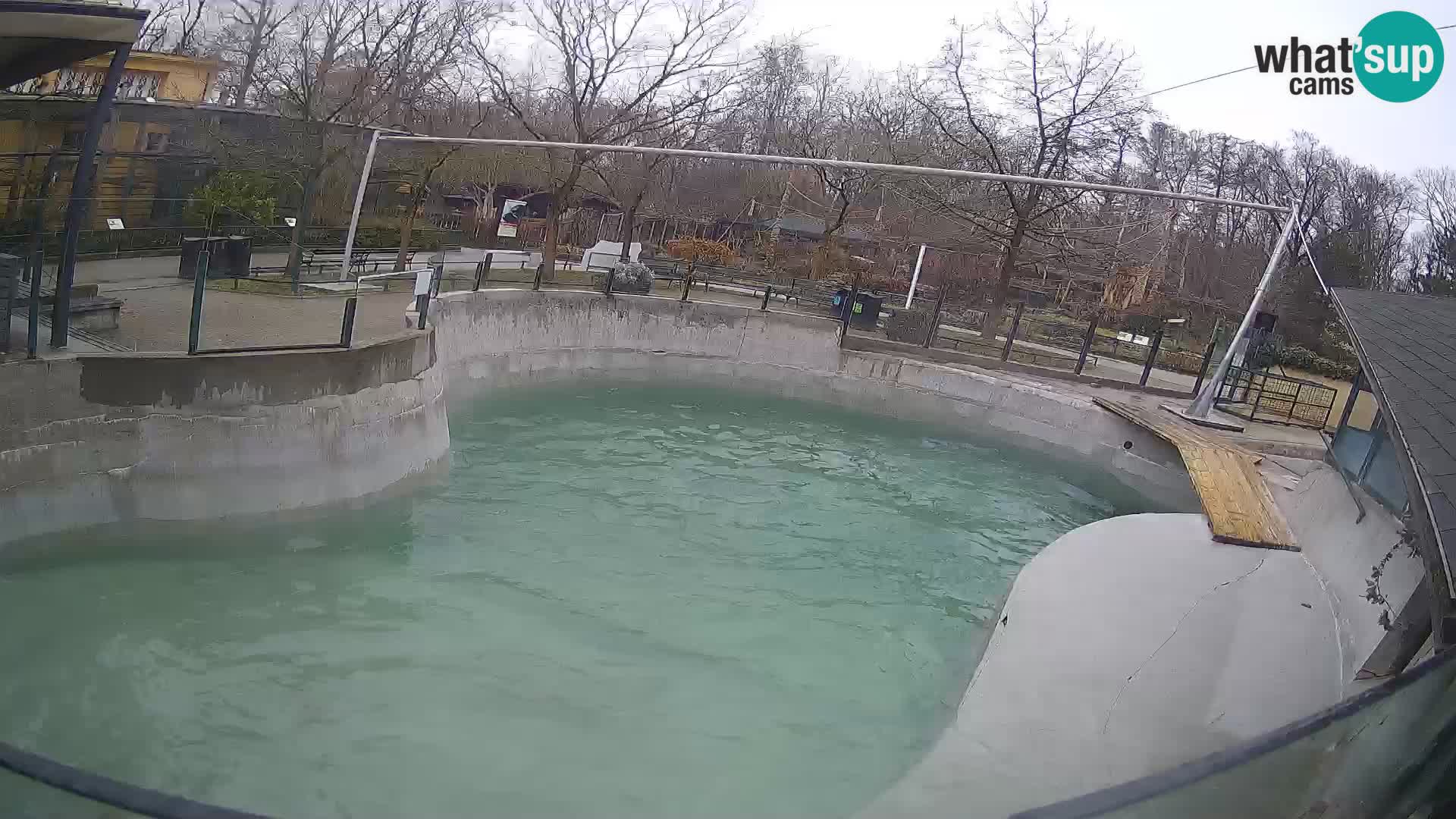 Zoo Zagreb – California Sea Lion