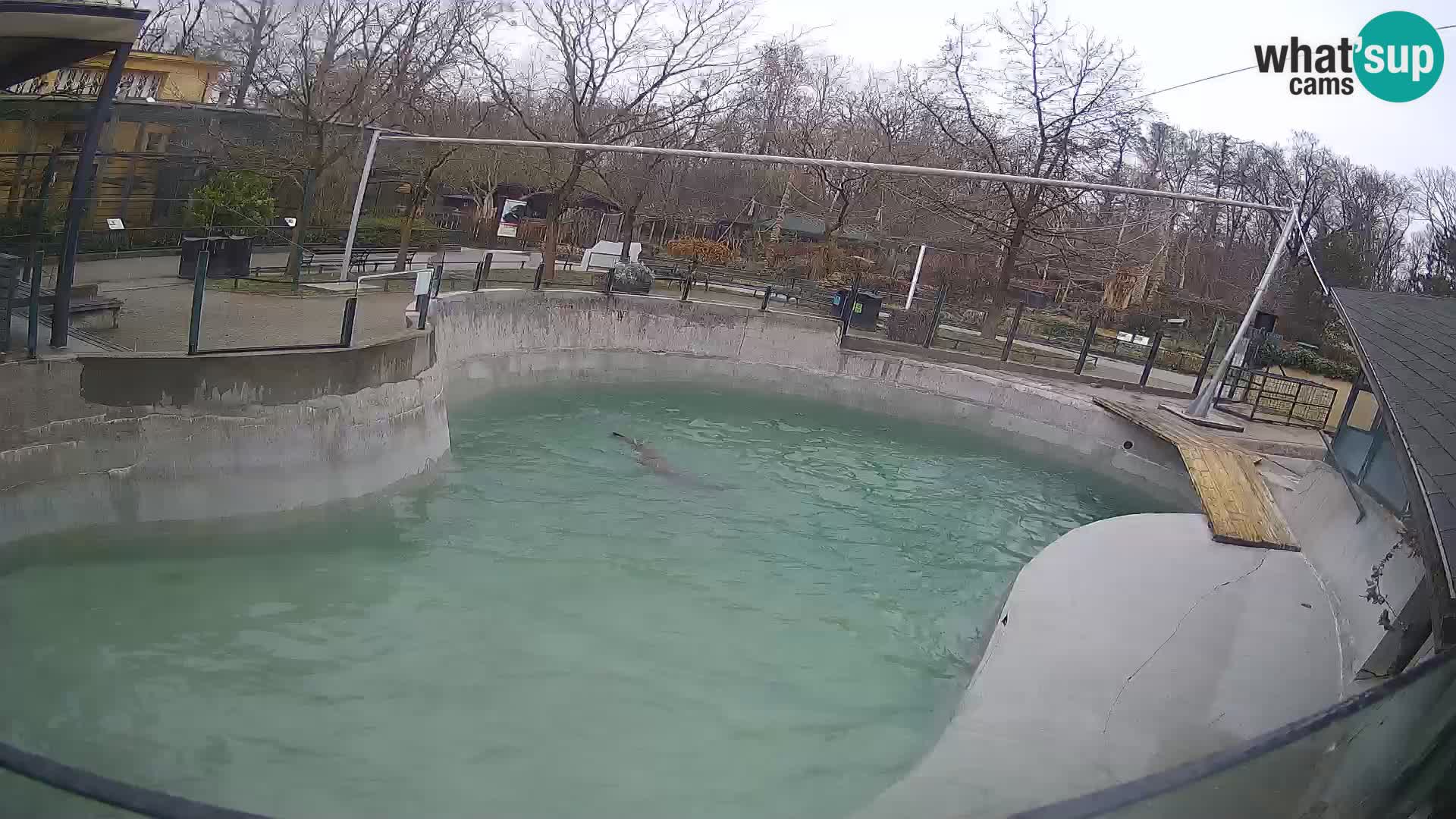 Zoo Zagreb –  León marino de California