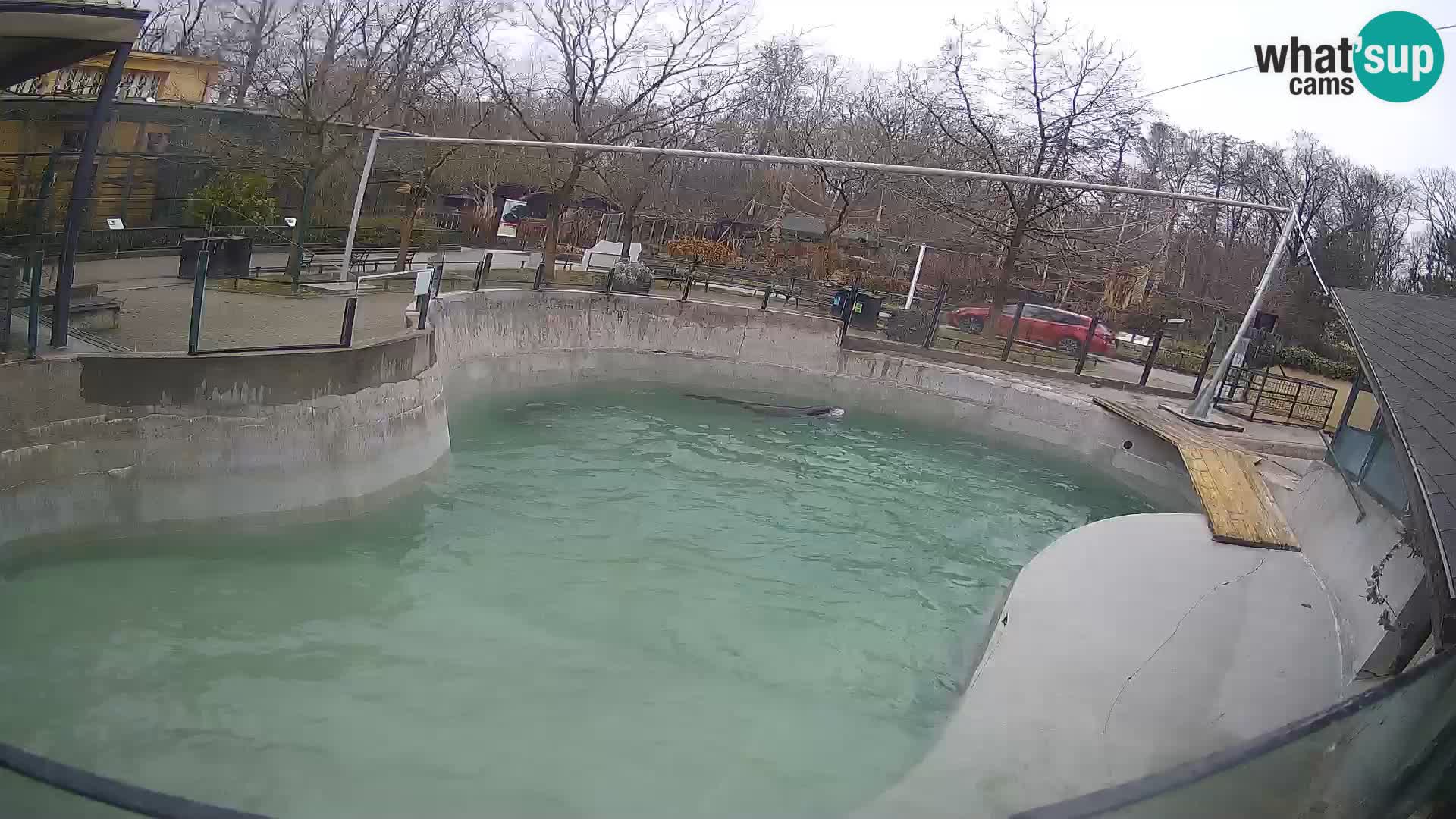 Zoo Zagreb –  León marino de California