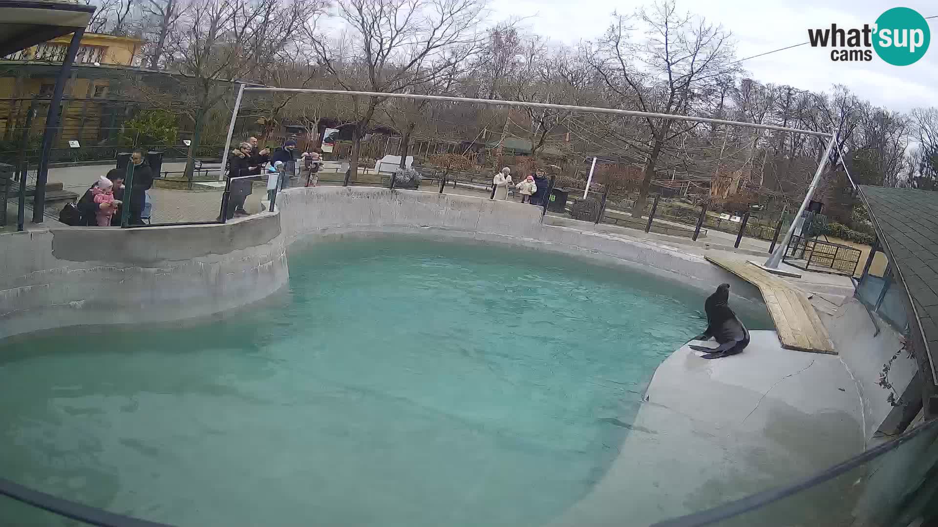 Zoo Zagreb –  León marino de California