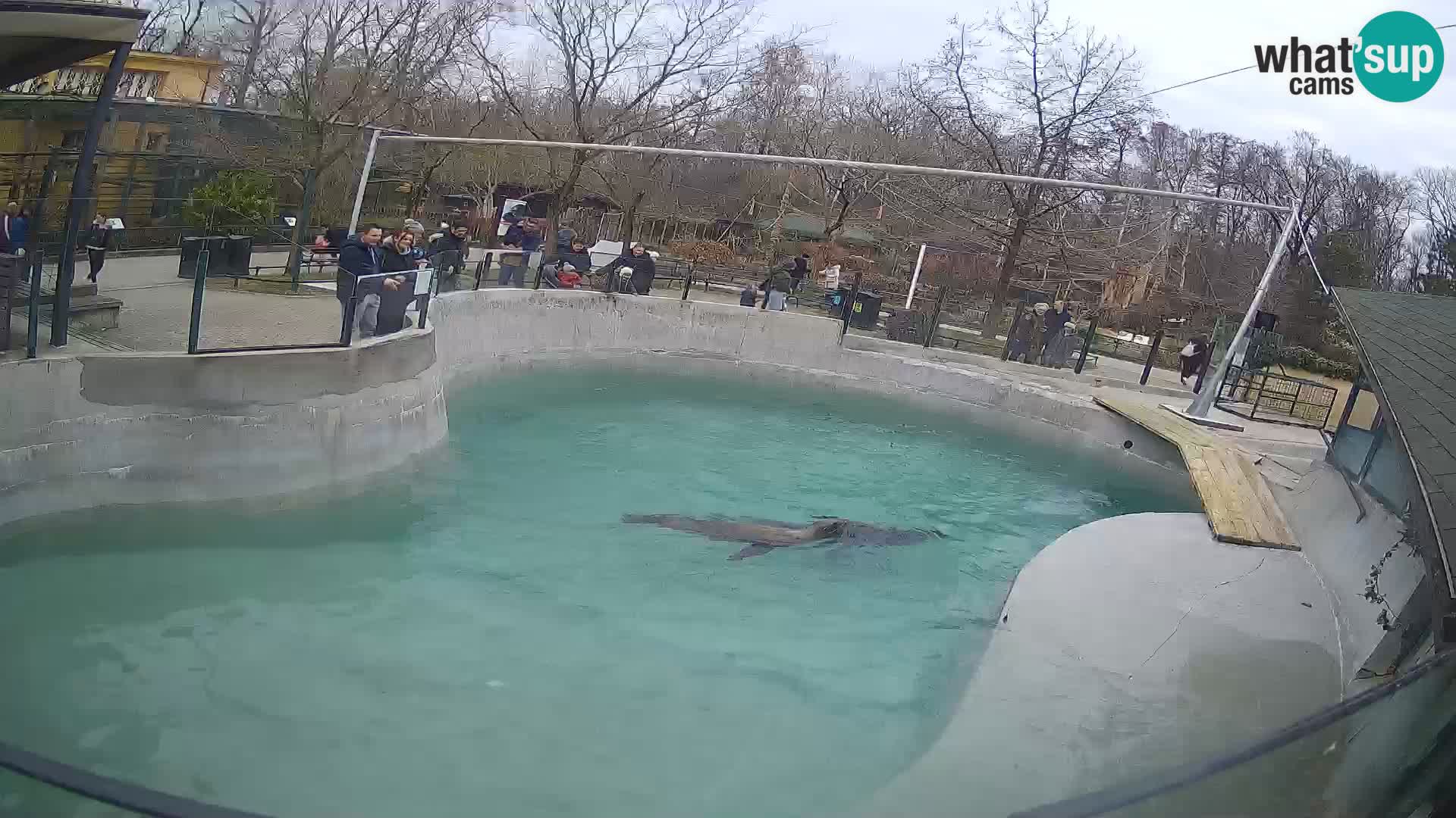 Zoo Zagreb – California Sea Lion