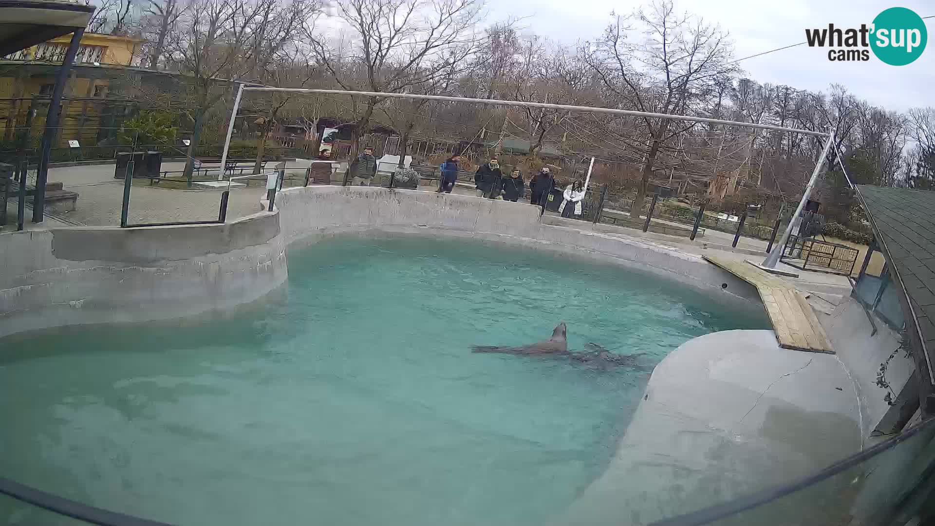 Zoo Zagreb –  León marino de California