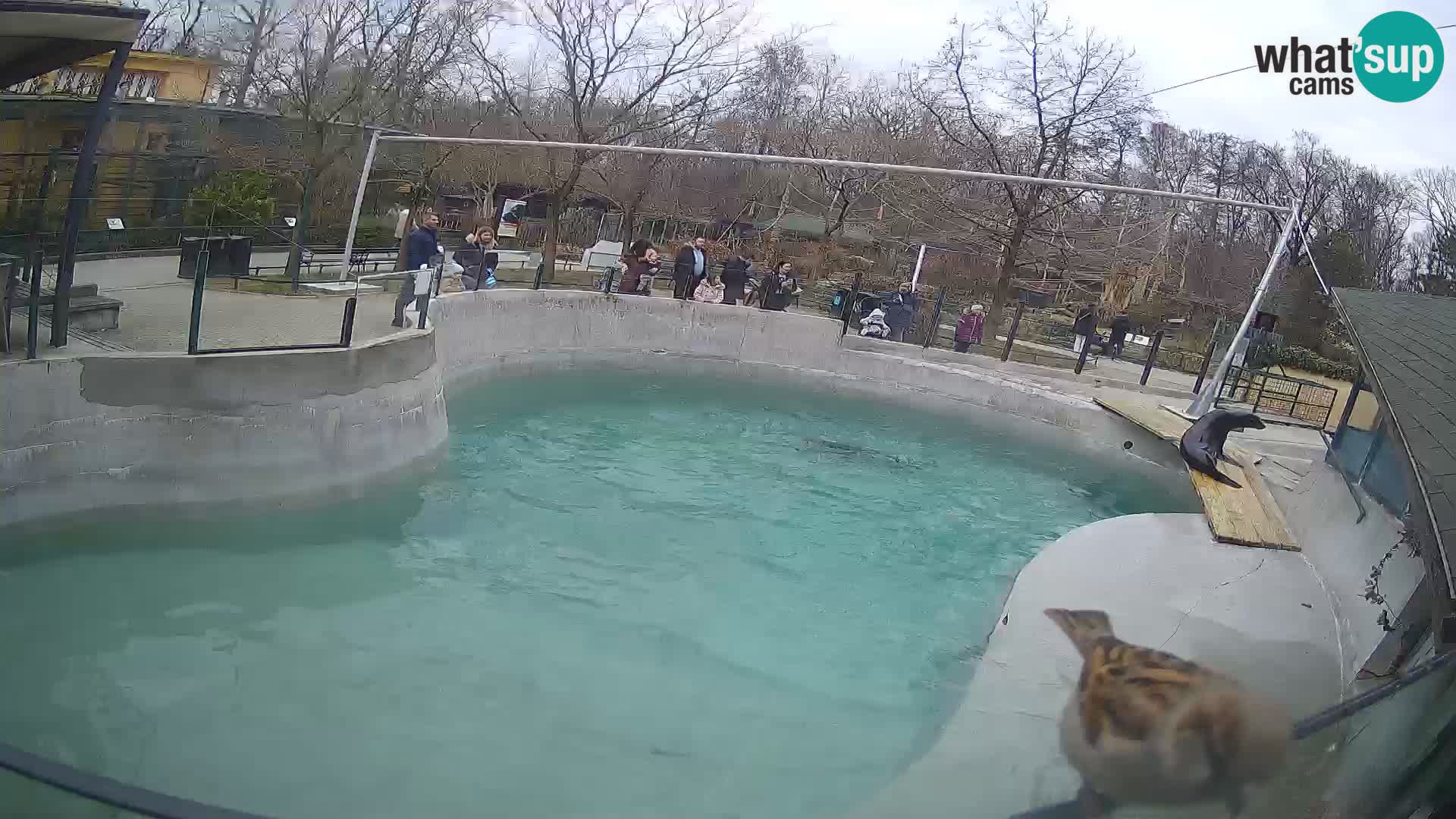 Zoo Zagreb –  León marino de California