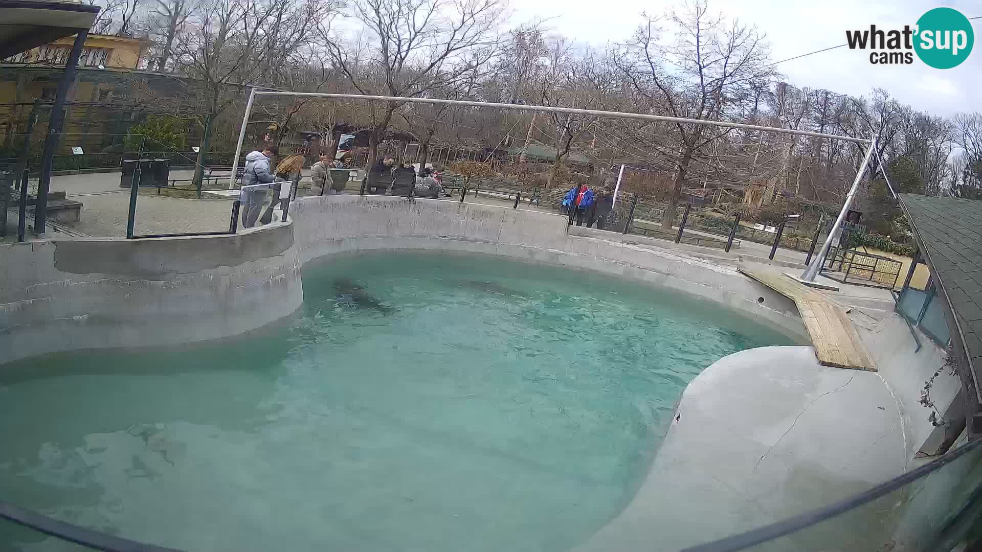 Zoo Zagreb – California Sea Lion