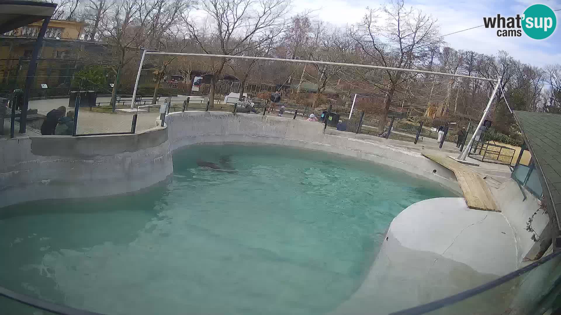 Zoo Zagreb – California Sea Lion